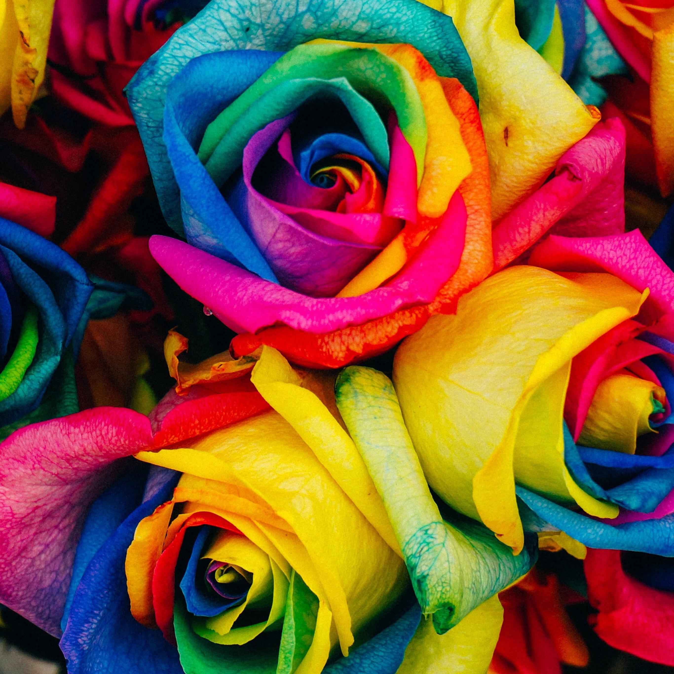 2732x2732 Roses Mutilcolors iPad Wallpaper