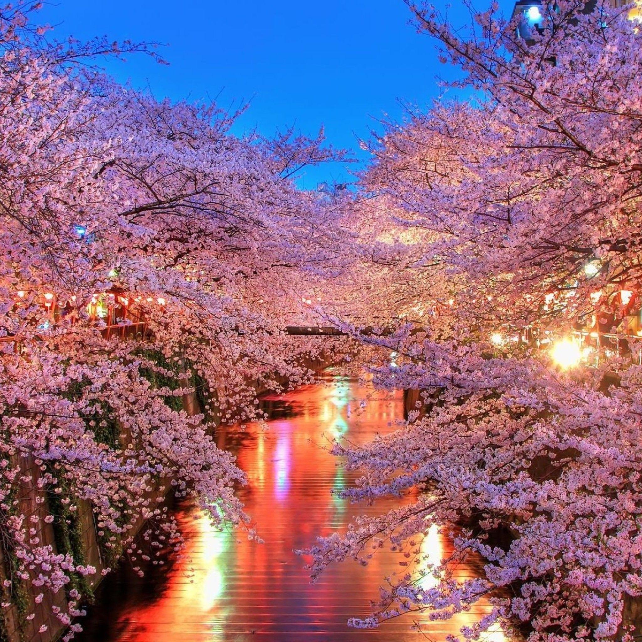 Cherry Blossom iPad Wallpapers - Top Free Cherry Blossom iPad ...