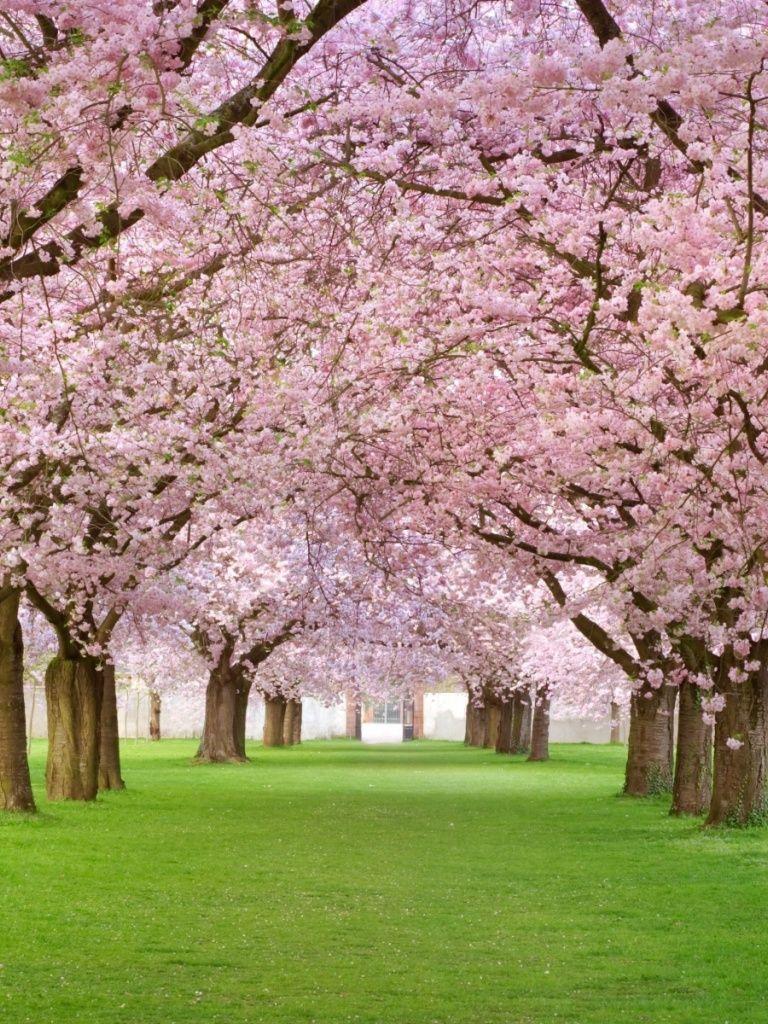 Cherry Blossom iPad Wallpapers Top Free Cherry Blossom iPad