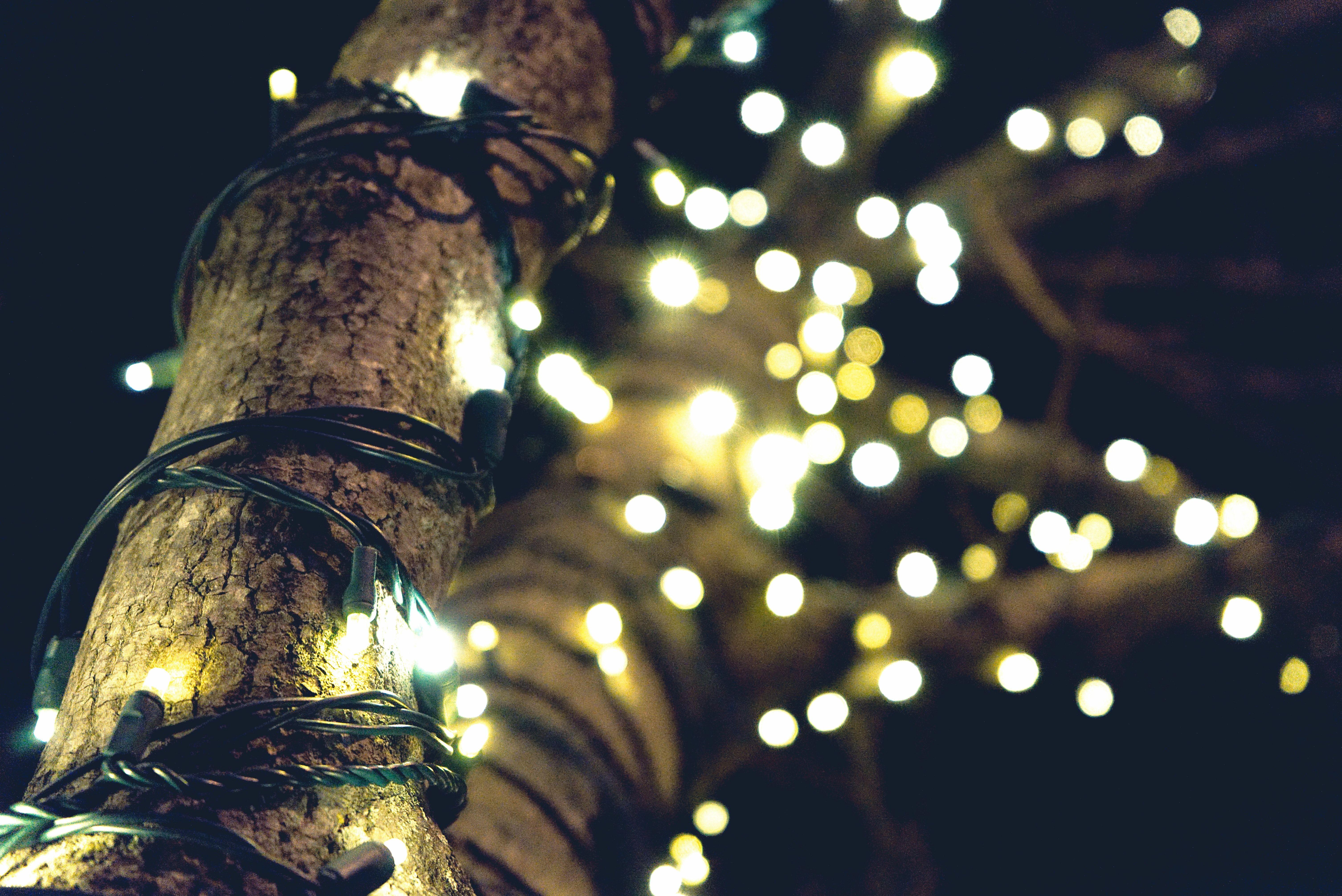 6024x4024 Yellow String Lights on Brown Tree · Free