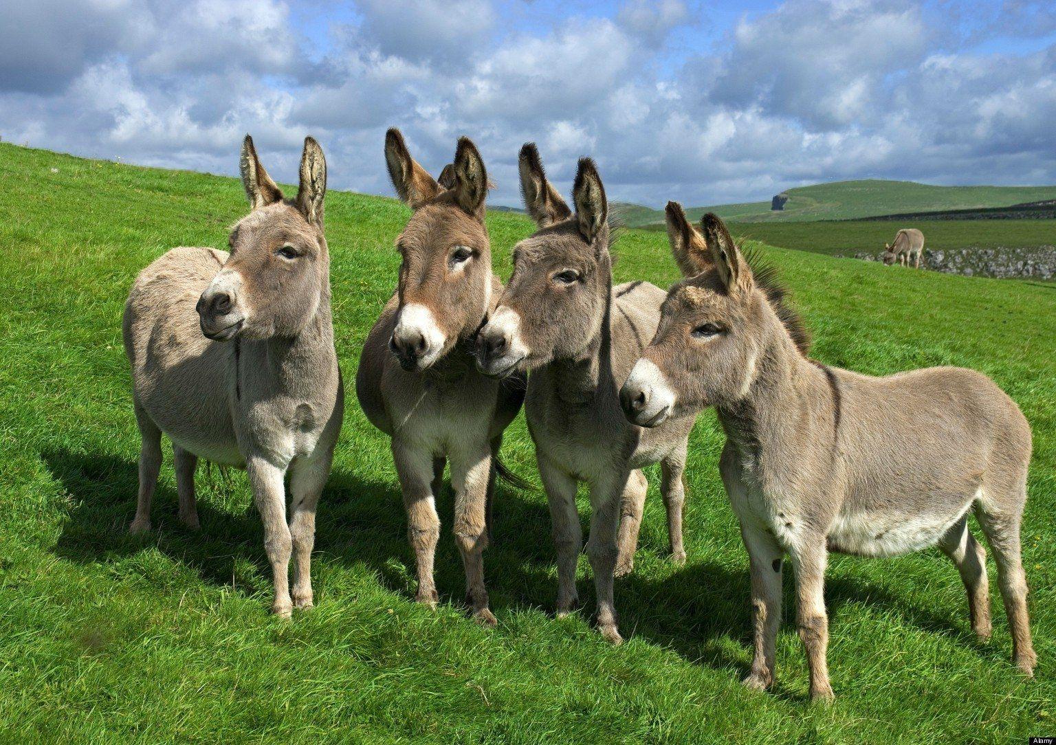 Donkey Wallpapers - Top Free Donkey Backgrounds - WallpaperAccess