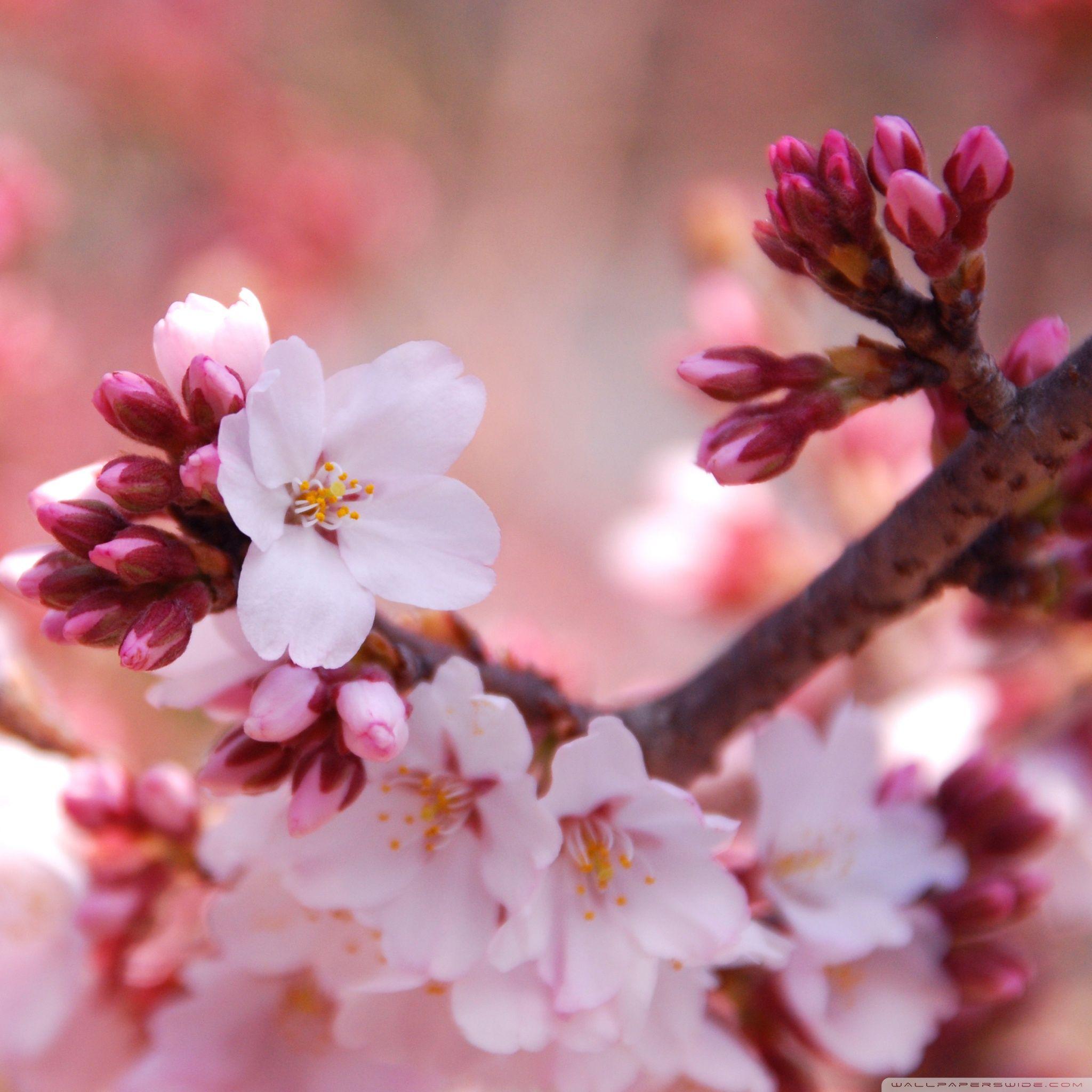 2048x2048 Cherry Blossom Buds Ultra HD Desktop Background Wallpaper for 4K