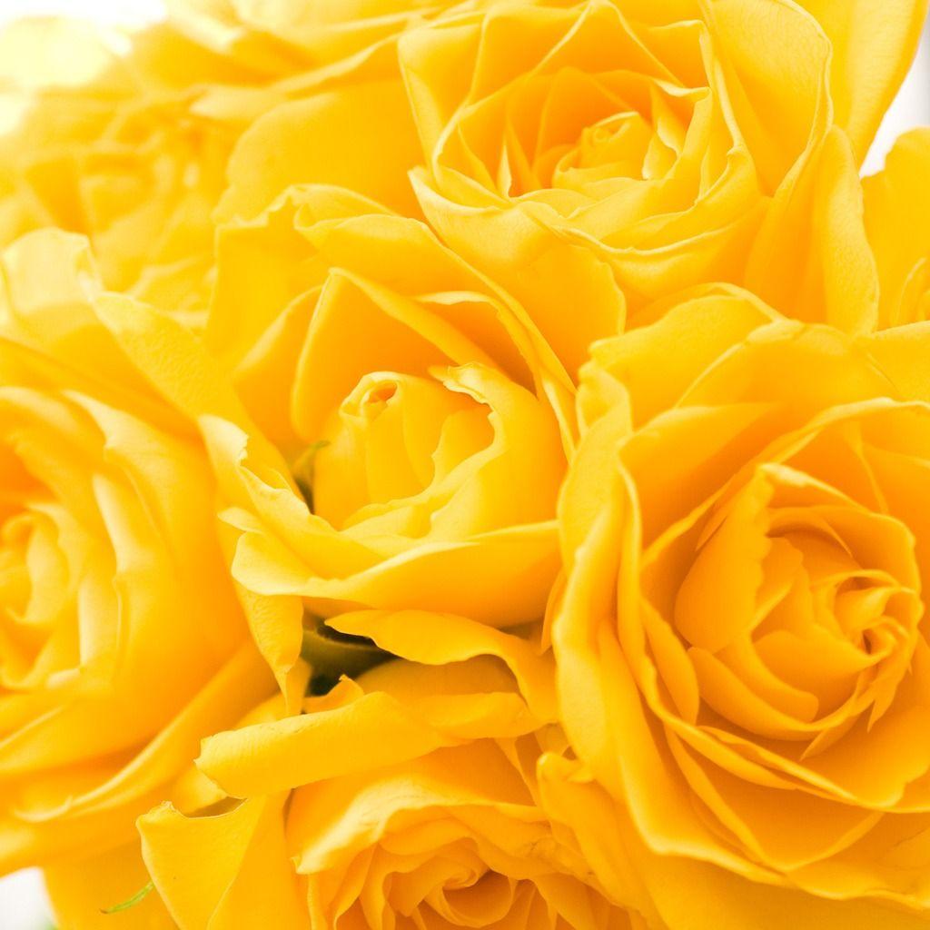 265326 Yellow Rose Stock Photos  Free  RoyaltyFree Stock Photos from  Dreamstime