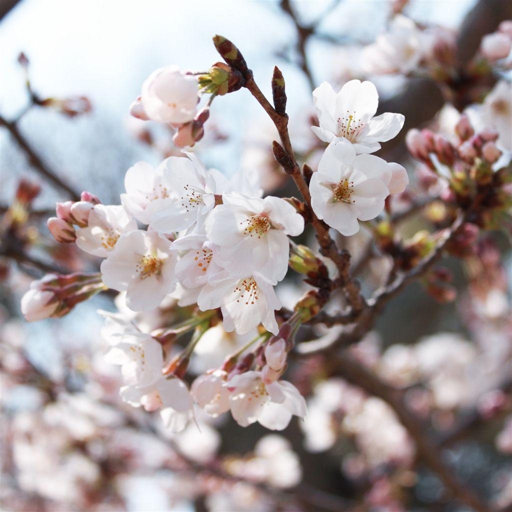 1024x1024 Free download Cherry Blossoms iPad Air Wallpaper Download iPhone