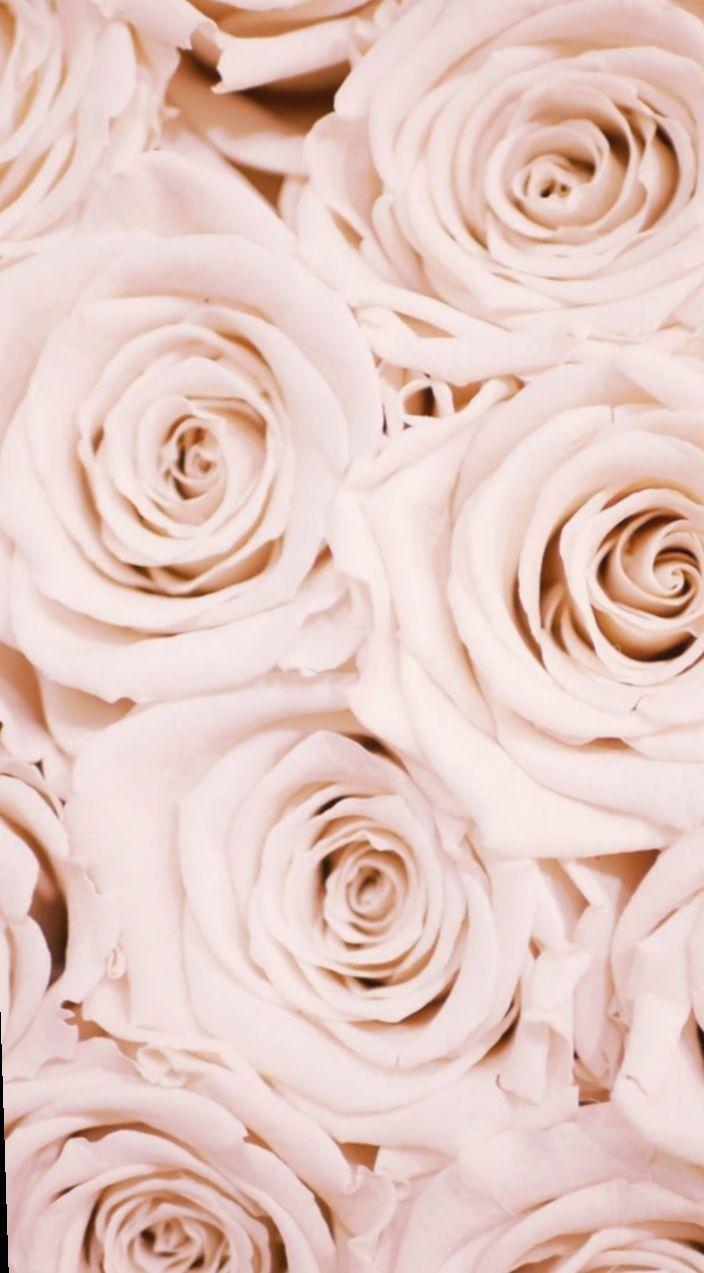 Rose iPad Wallpapers Top Free Rose iPad Backgrounds WallpaperAccess