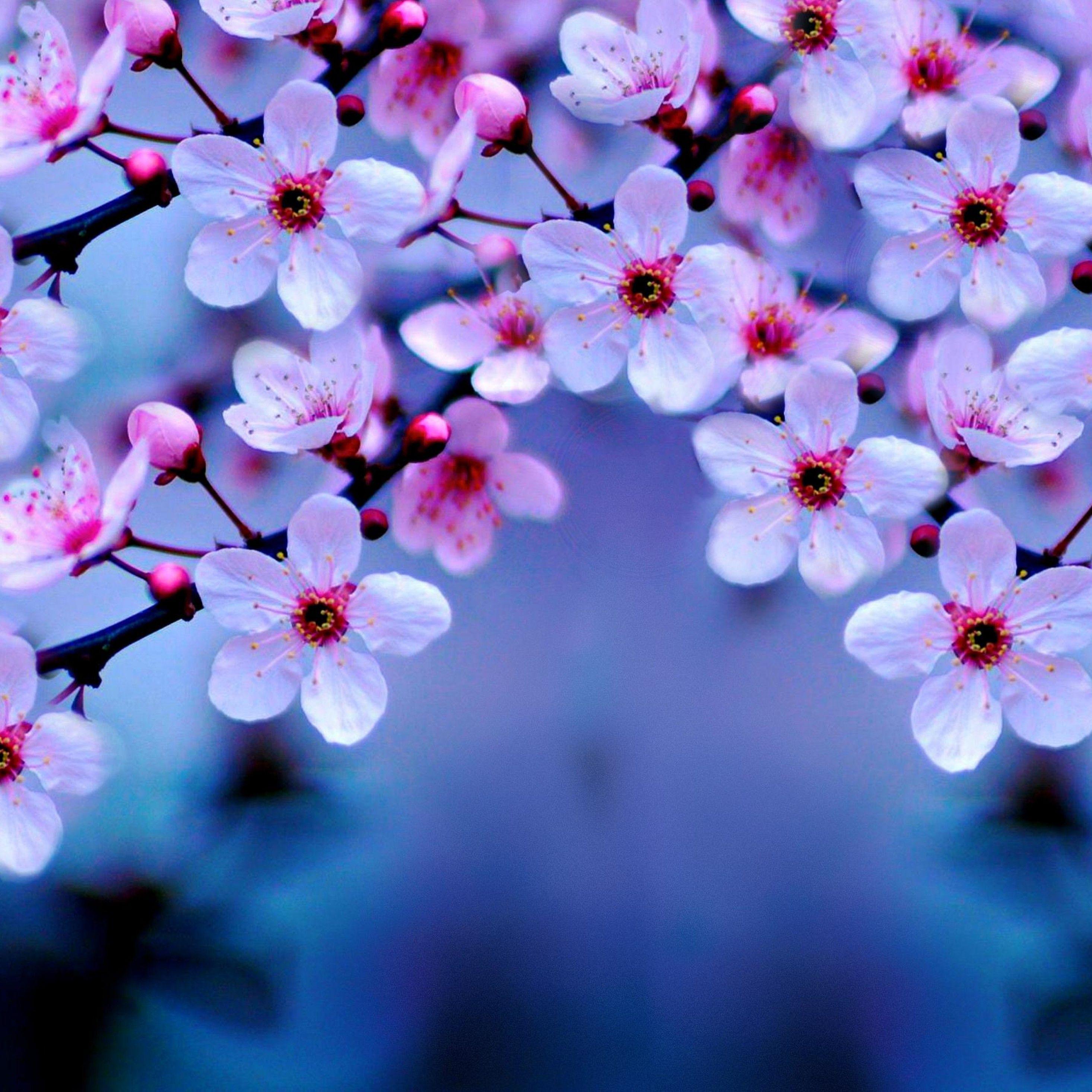 Cherry Blossom iPad Wallpapers Top Free Cherry Blossom iPad