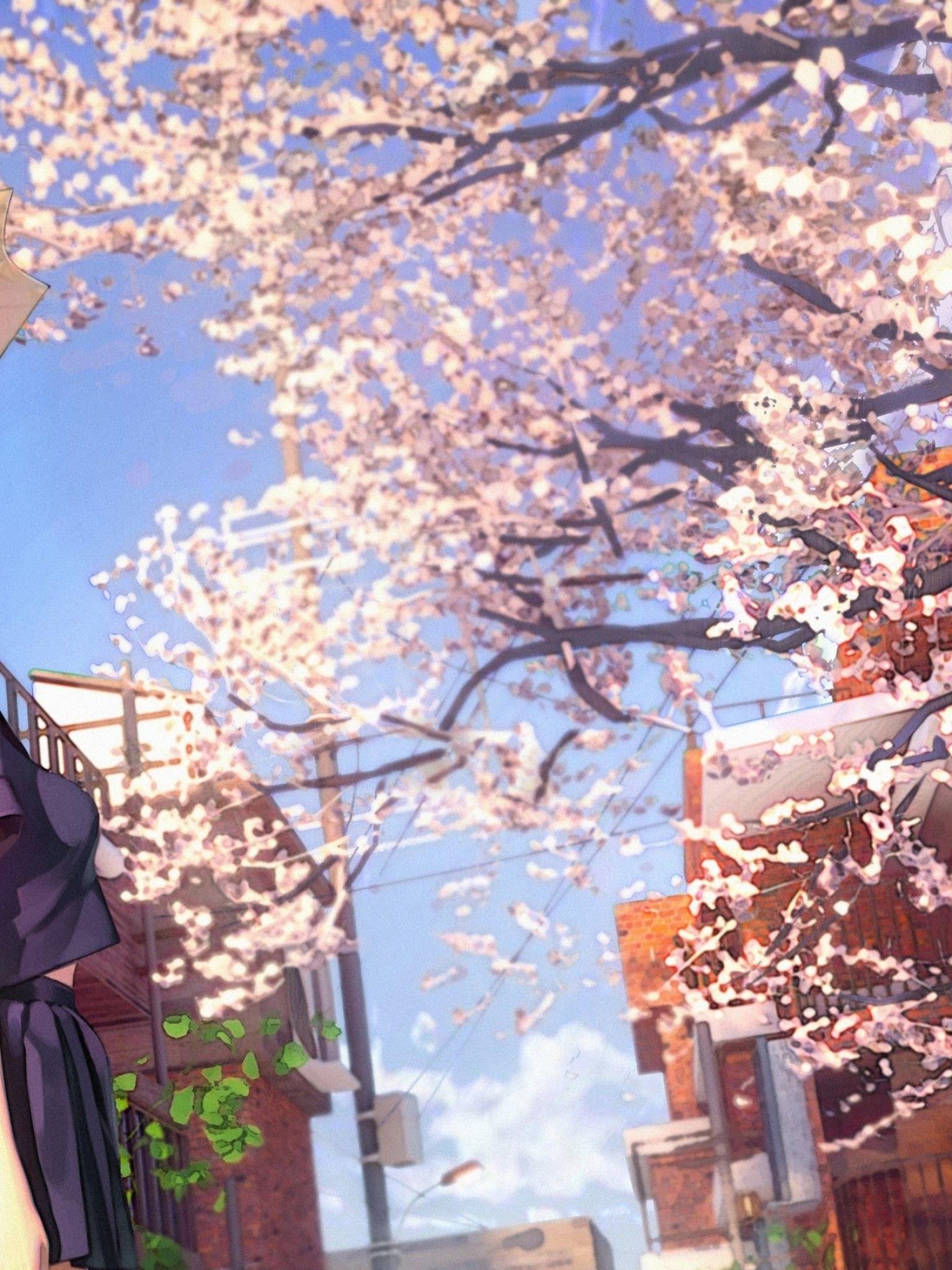 1536x2048 Download 1536x2048 Cherry Blossom, Sakura Petals, Anime School
