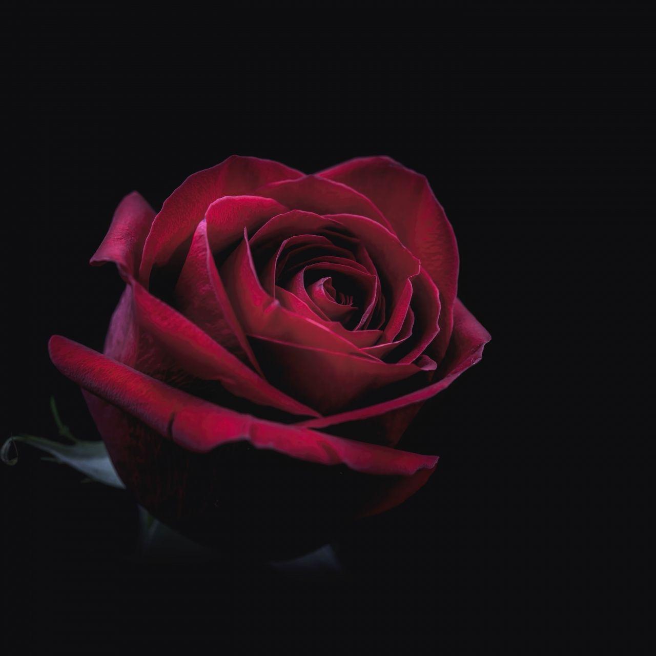 Rose iPad Wallpapers Top Free Rose iPad Backgrounds WallpaperAccess