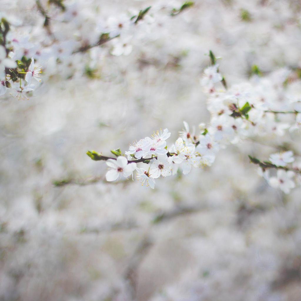 1024x1024 iPad wallpaper flower cherry blossom bokeh