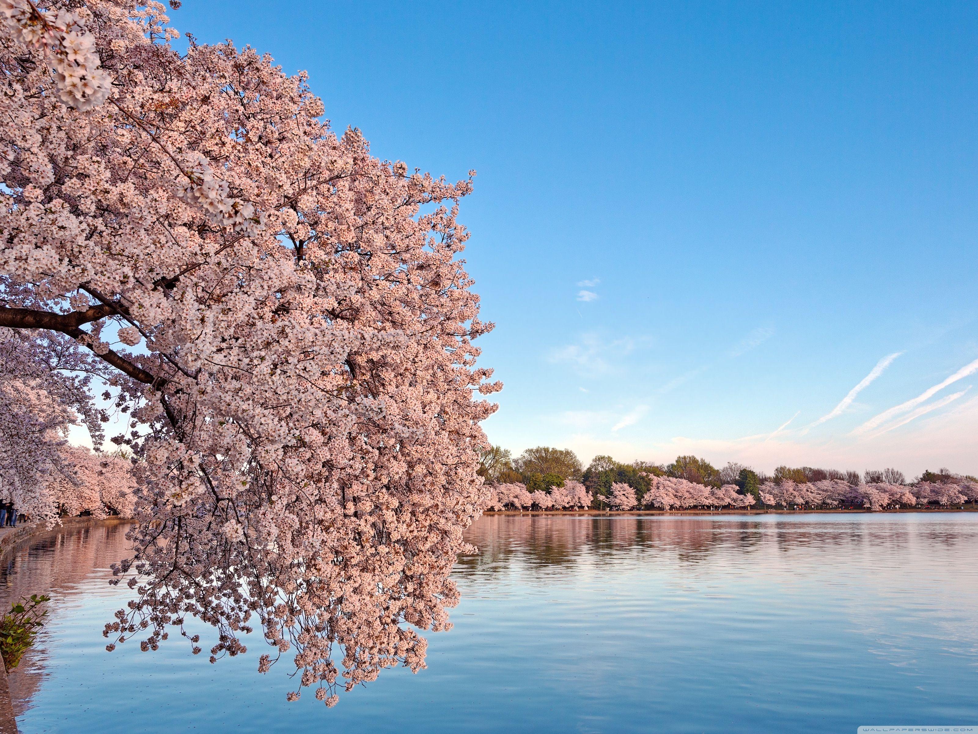 Cherry Blossom iPad Wallpapers Top Free