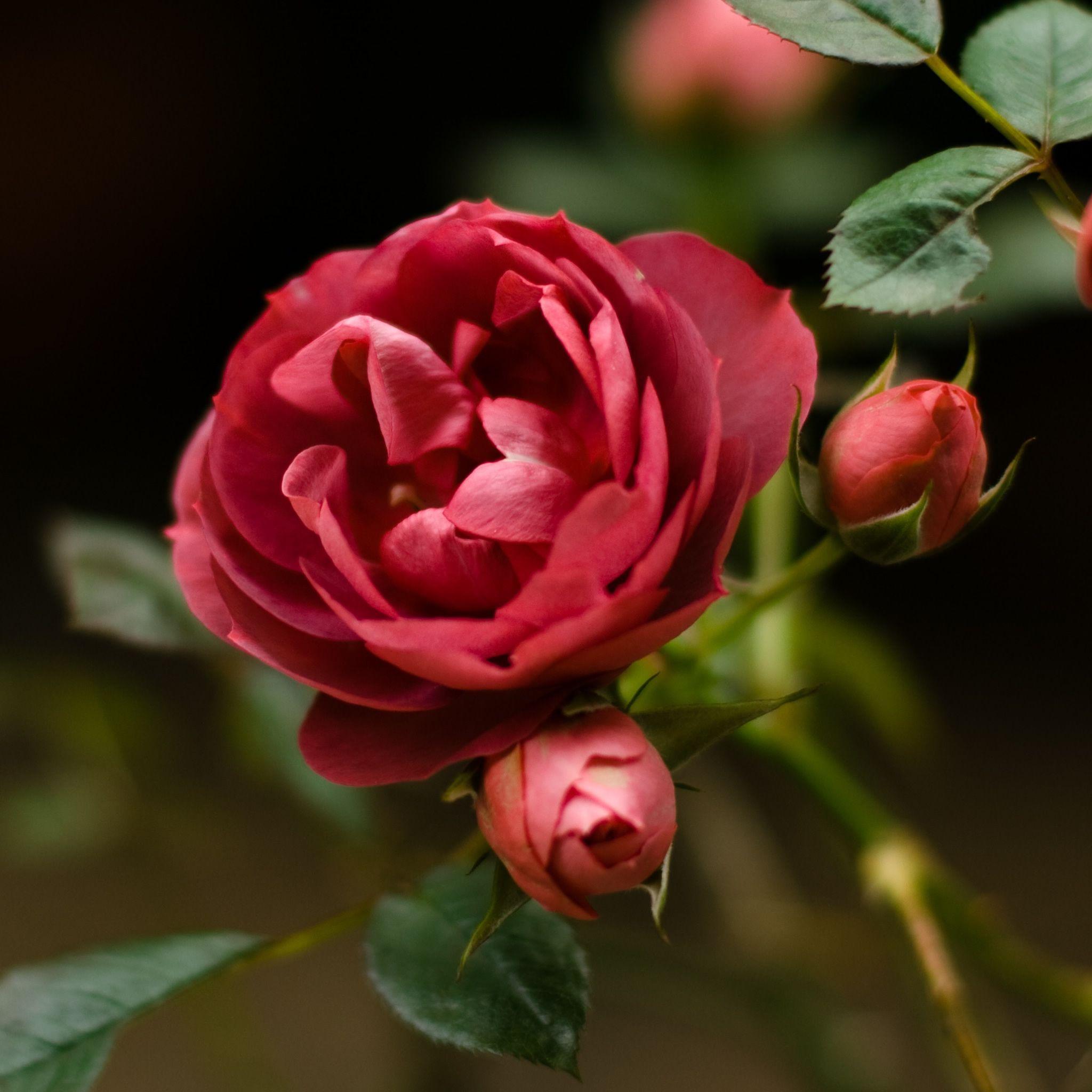 2048x2048 Scarlet Rose IPad Air Pro Wallpaper And IPad Mini Wallpaper