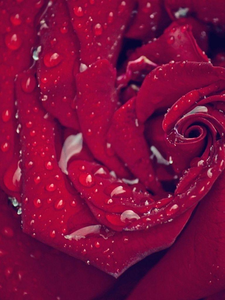 Rose iPad Wallpapers Top Free Rose iPad Backgrounds WallpaperAccess
