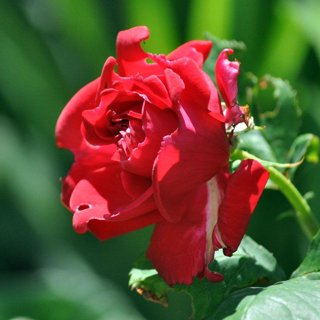 Rose iPad Wallpapers Top Free Rose iPad Backgrounds WallpaperAccess