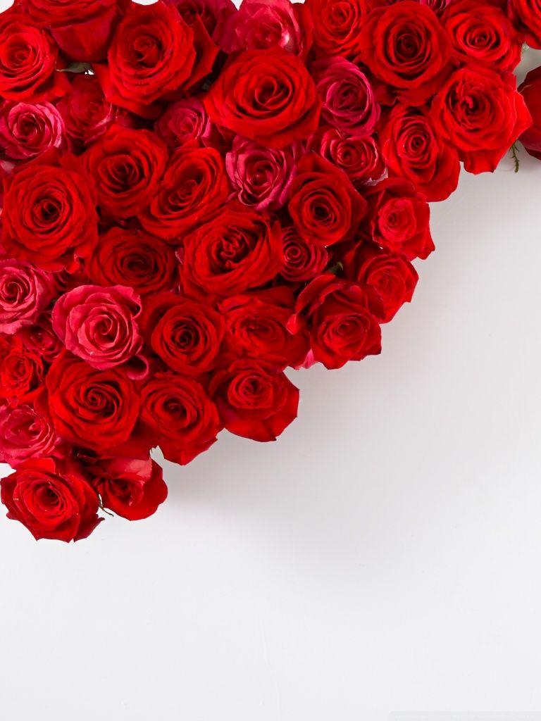 Rose iPad Wallpapers Top Free Rose iPad Backgrounds WallpaperAccess