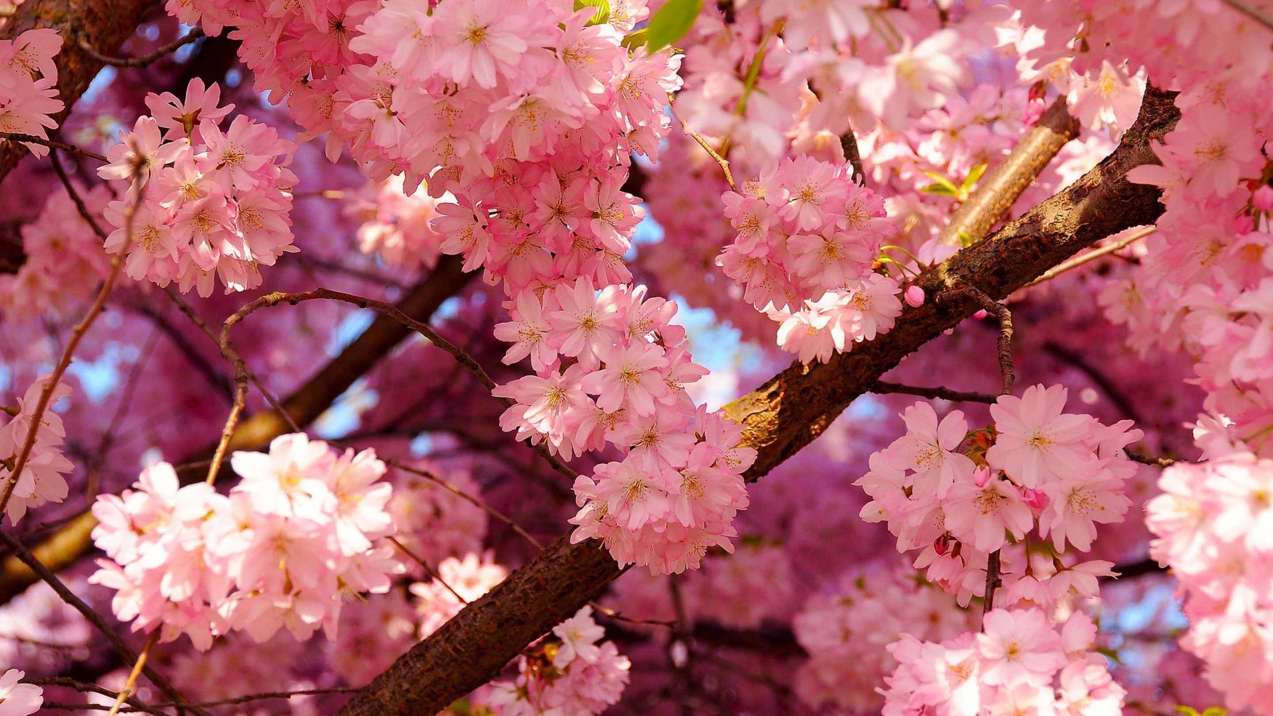 2560x1440 Pink Cherry Flowers Mac Wallpaper Download