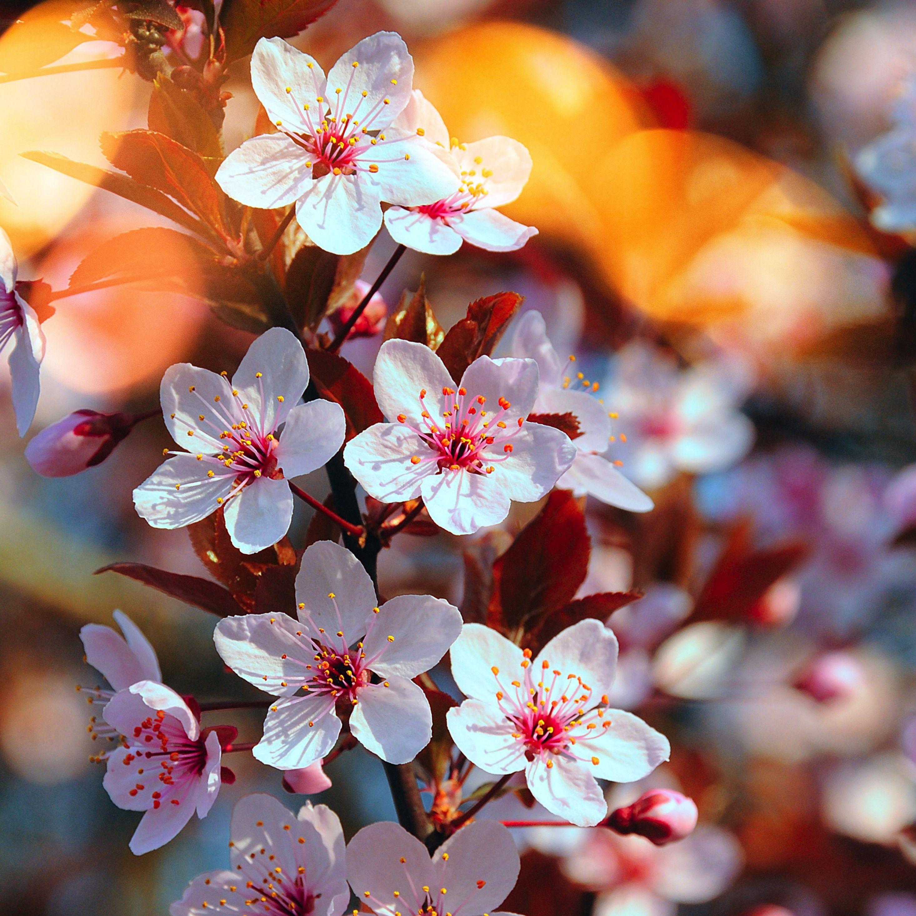 Cherry Blossom iPad Wallpapers Top Free Cherry Blossom iPad