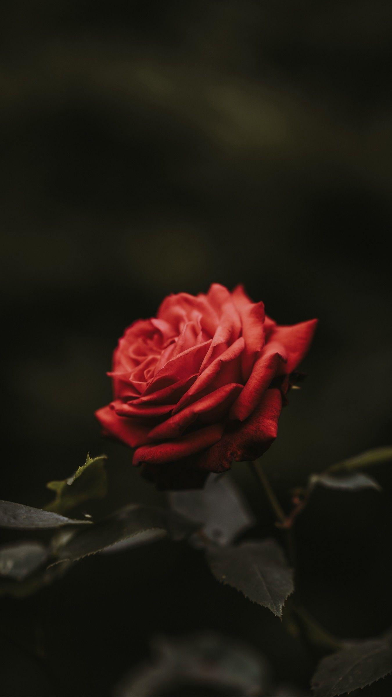 1350x2400 Red Rose iPhone Wallpaper