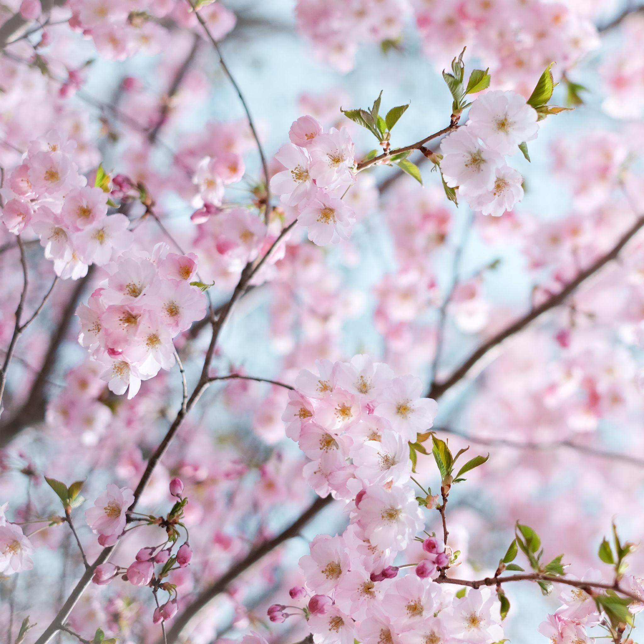 Cherry Blossom iPad Wallpapers Top Free Cherry Blossom iPad