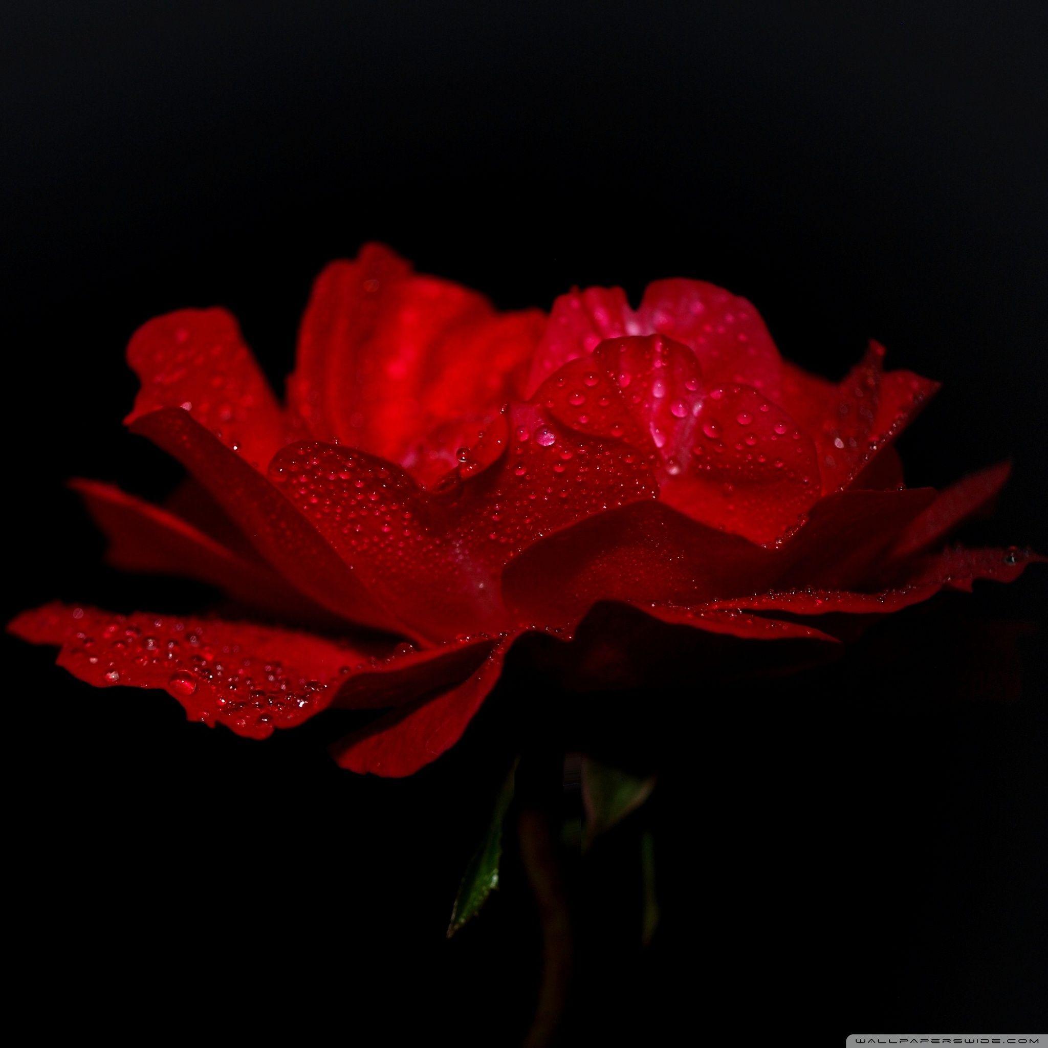 Rose iPad Wallpapers - Top Free Rose iPad Backgrounds - WallpaperAccess