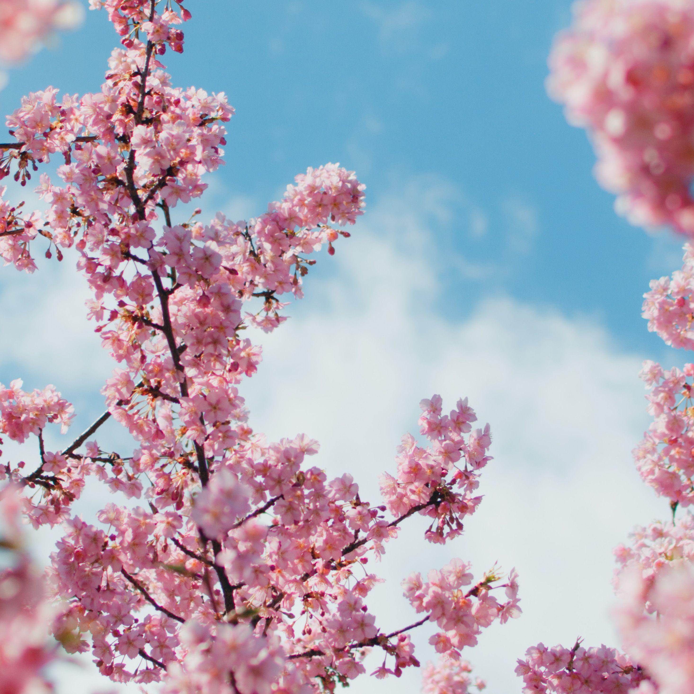 4K Cherry Blossom Wallpapers - Top Free 4K Cherry Blossom Backgrounds -  WallpaperAccess