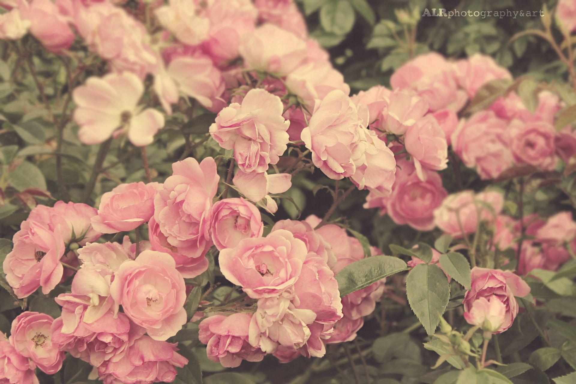 1920x1280 coloring : Vintage Roses Wallpaper Tumblr Rose Background Download