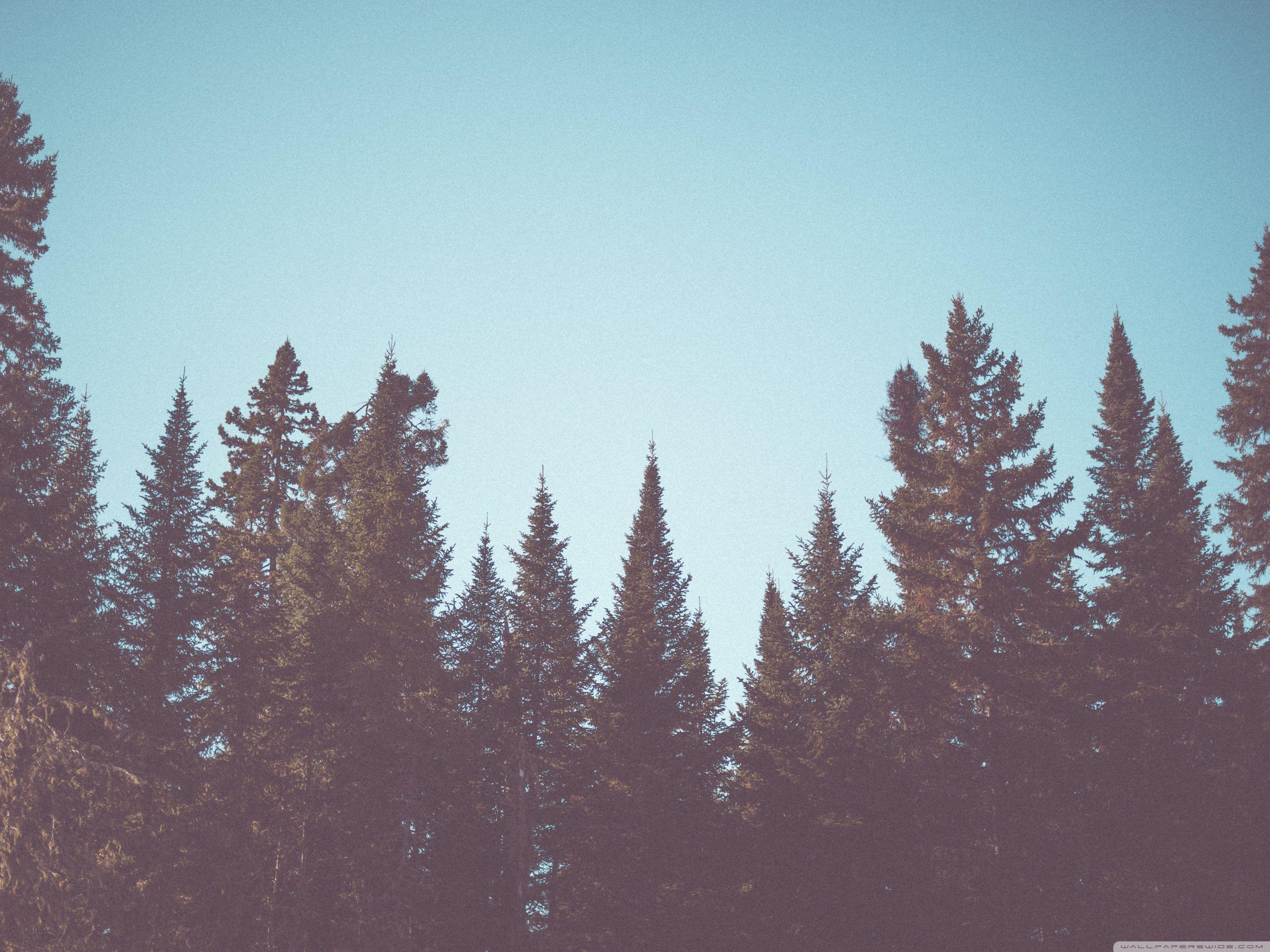 3200x2400 Vintage Fir Trees Forest Ultra HD Desktop Background Wallpaper