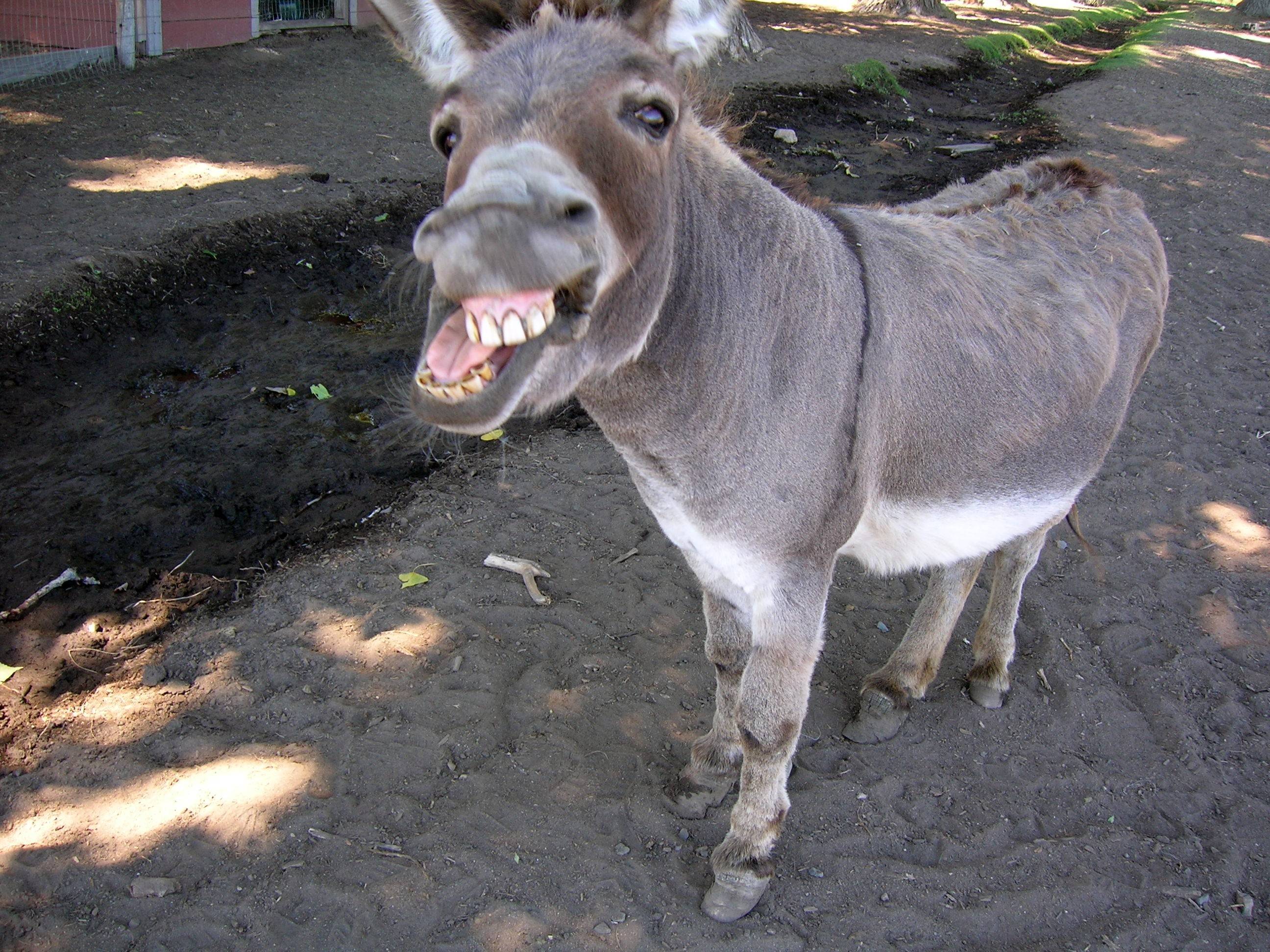 Funny Donkey Wallpapers - Top Free Funny Donkey Backgrounds -  WallpaperAccess