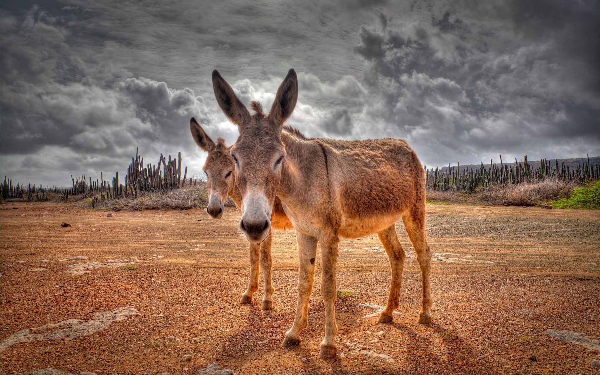 Donkey Wallpapers - Top Free Donkey