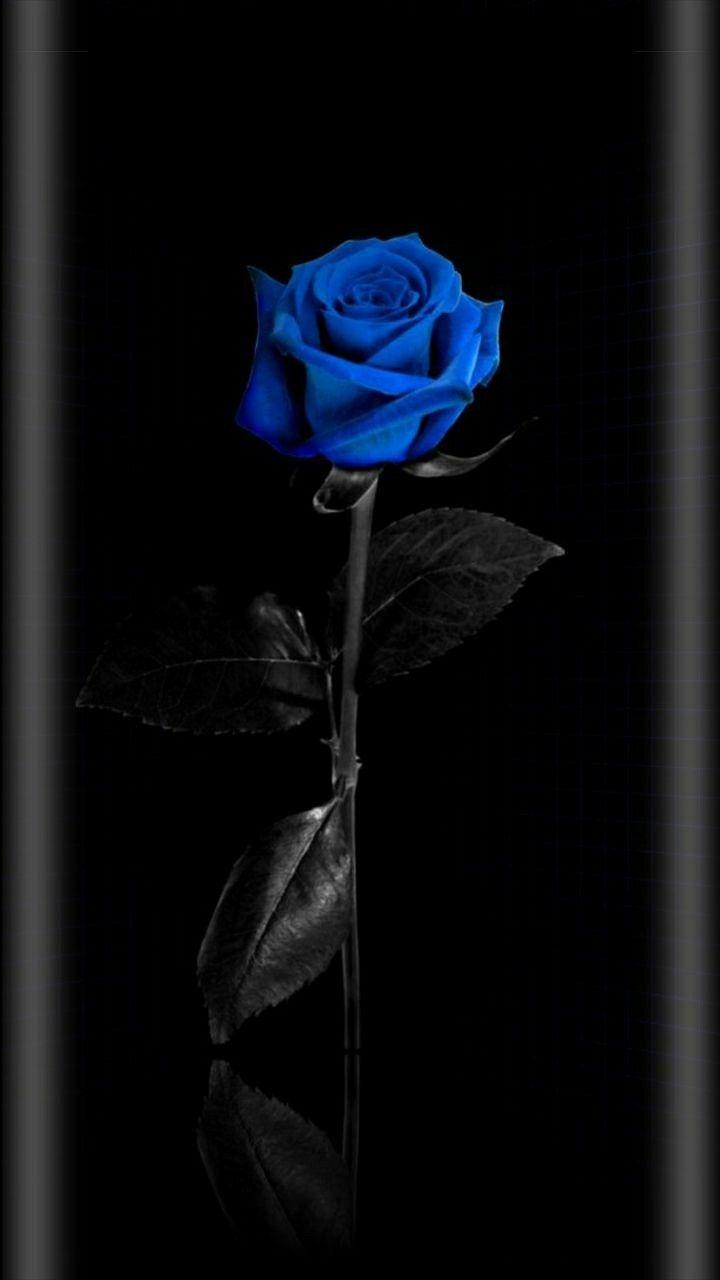 Featured image of post Dark Blue Rose Aesthetic Wallpaper Dark Iphone Rose Wallpaper : Download, share or upload your own one!