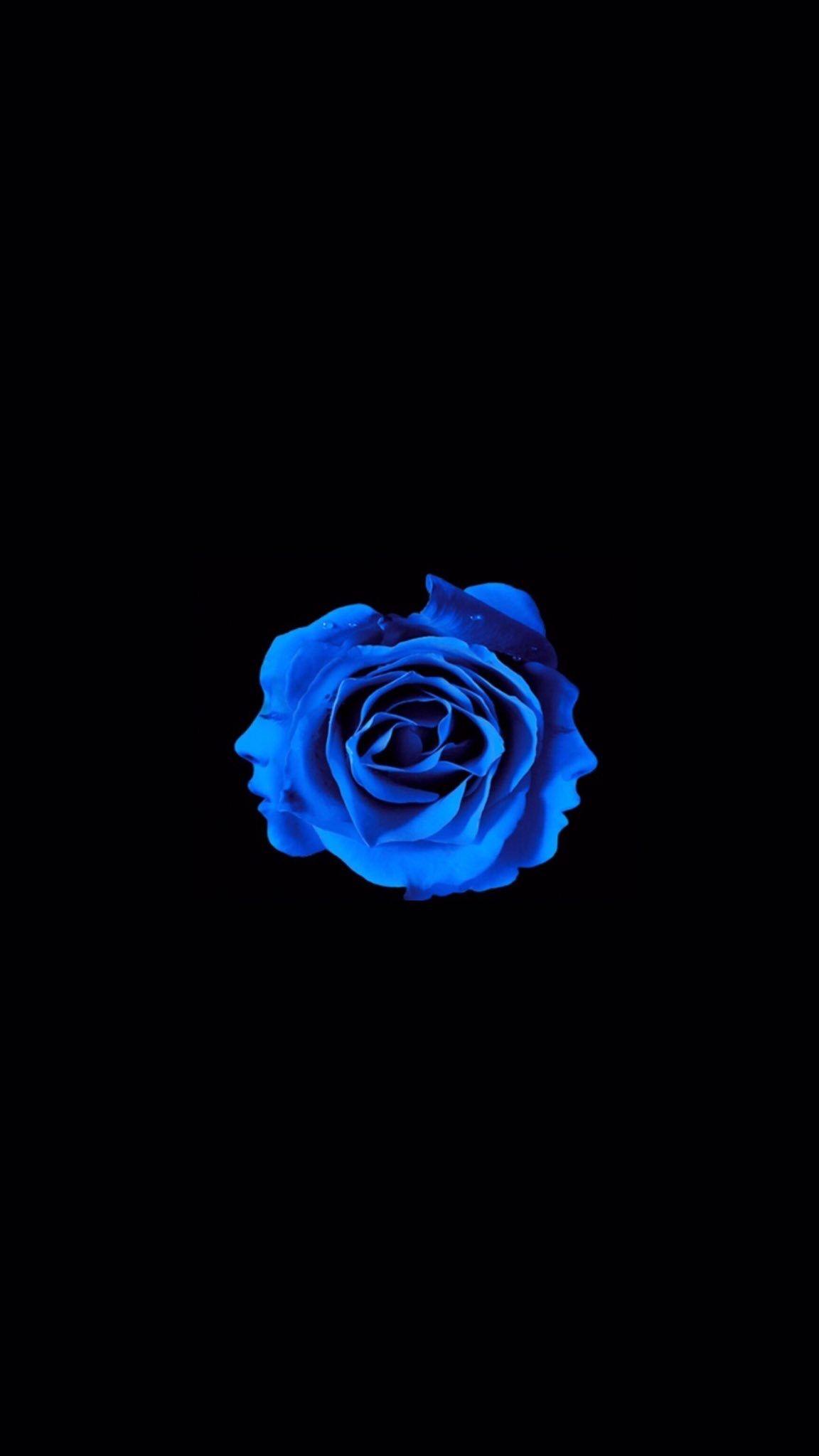 Blue Rose Aesthetic Wallpapers - Top Free Blue Rose Aesthetic Backgrounds -  WallpaperAccess
