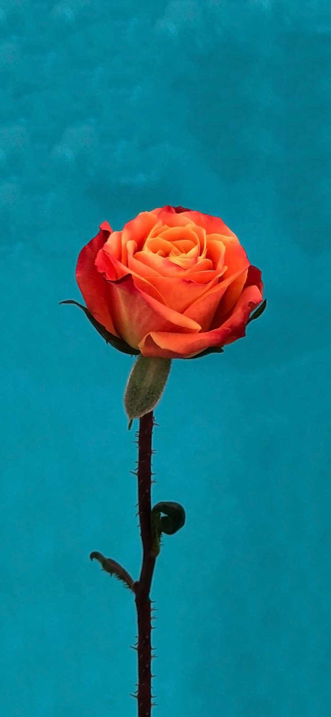 1125x2436 Ios 11 Orange Rose Wallpaper Flower Wallpaper iPhone Wallpaper & Background Download