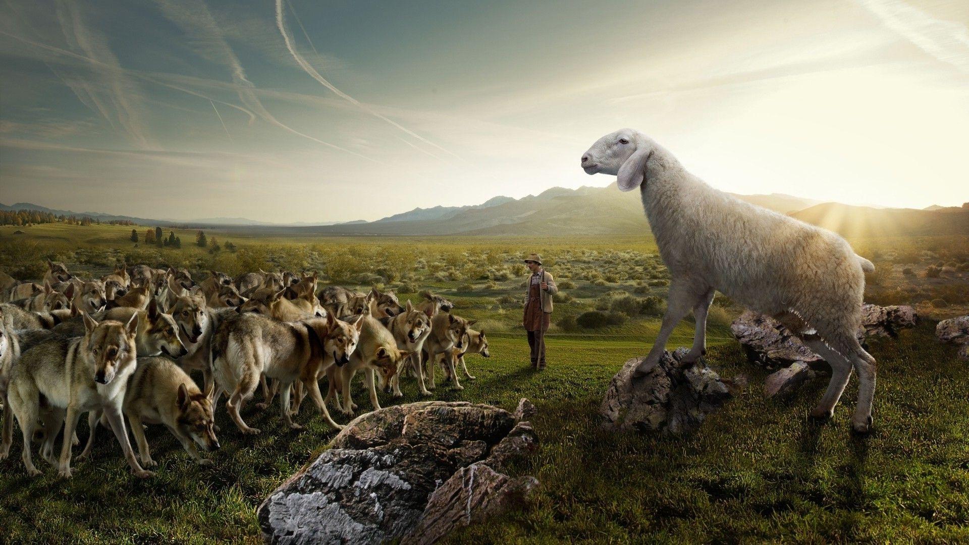 1920x1080 Sheep in Parallel Universe Wallpaper HD / Desktop and Mobile