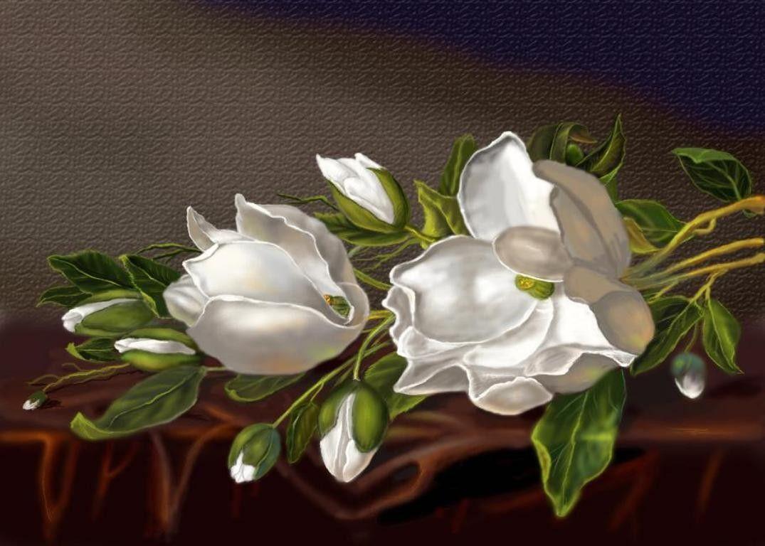 1075x768 Magnolia Tag wallpaper: Japanese Magnolias Photography Magnolia