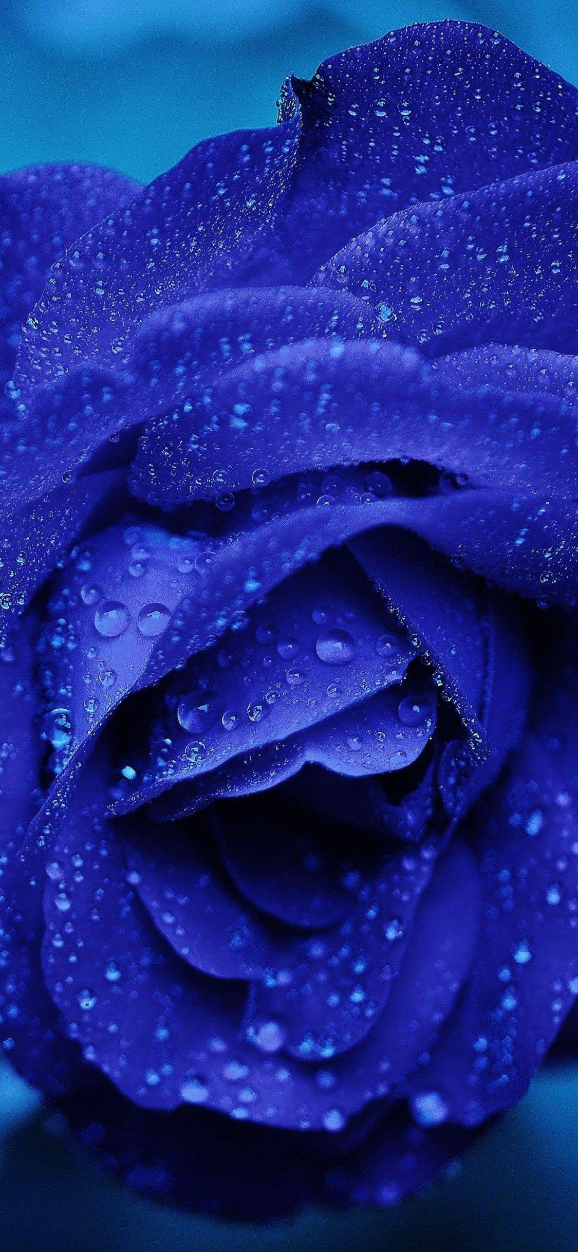 1125x2436 Blue Rose 4k iPhone XS, iPhone iPhone X HD 4k Wallpaper, Image, Background, Photo and Picture
