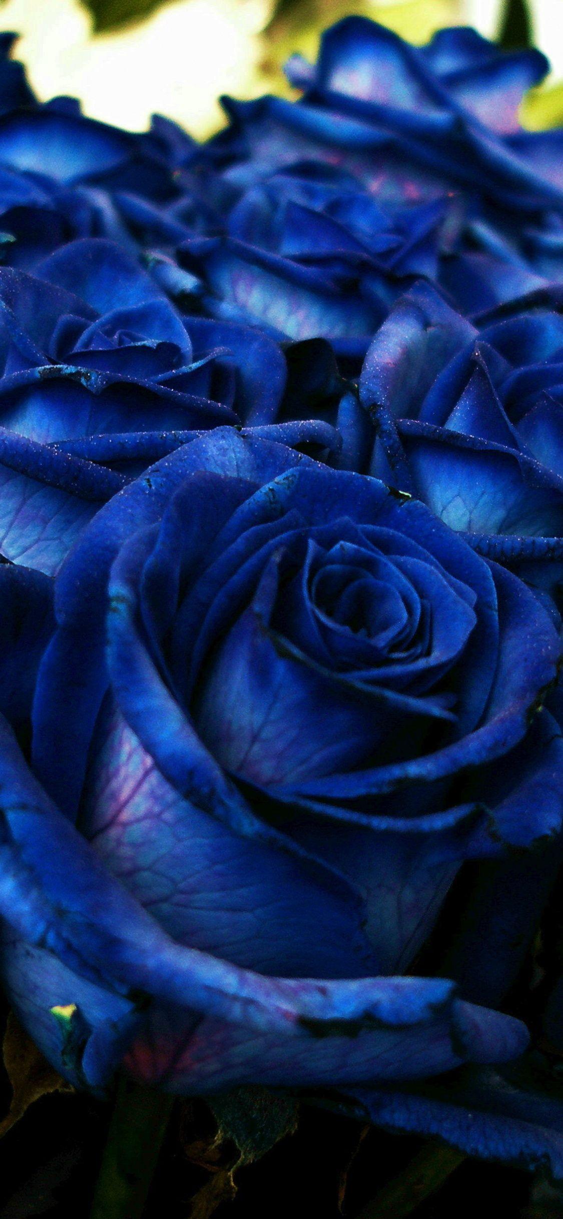 Blue Roses iPhone Wallpapers - Top Free Blue Roses iPhone Backgrounds - WallpaperAccess