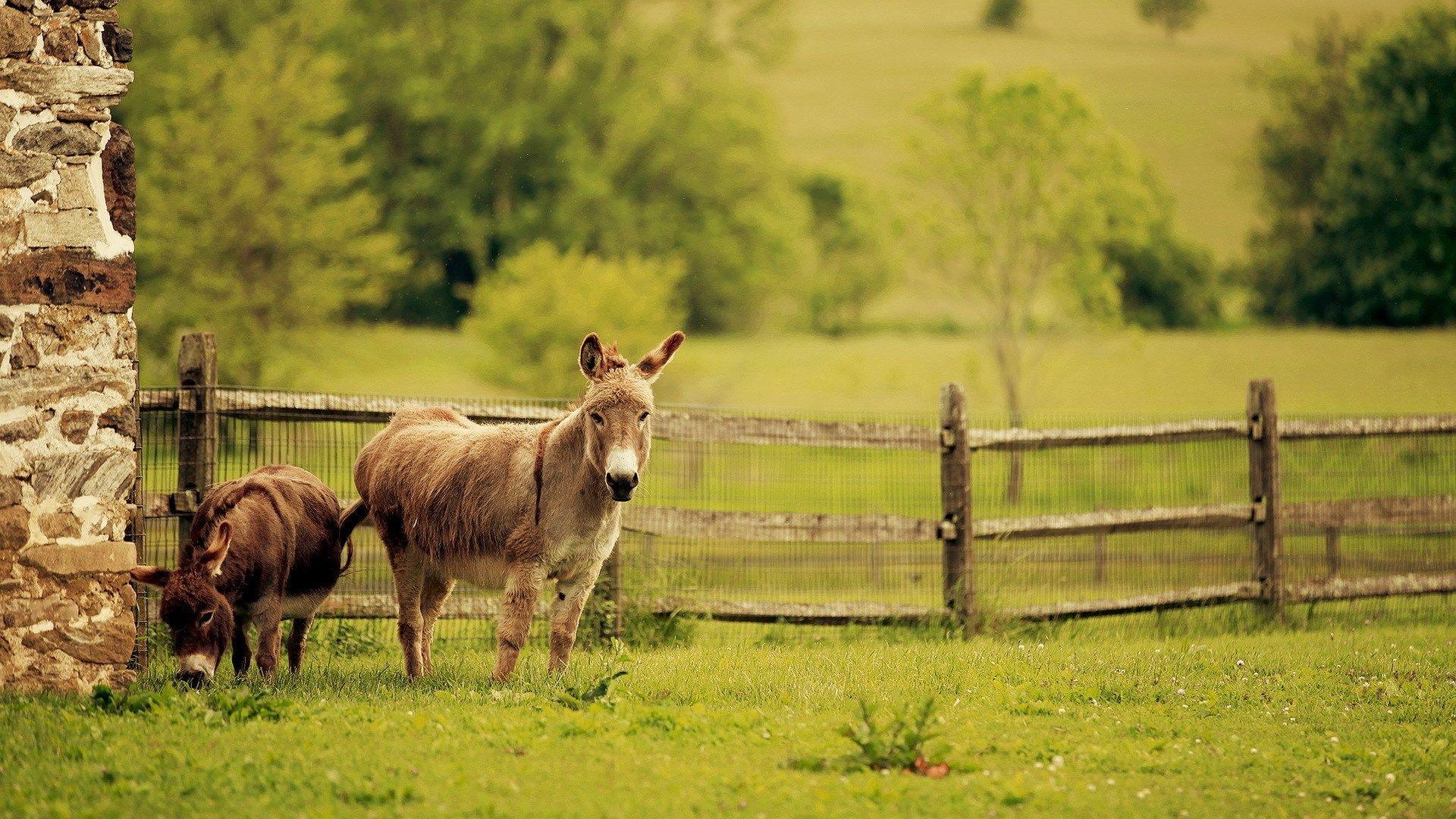 Donkey Wallpapers - Top Free Donkey Backgrounds - WallpaperAccess