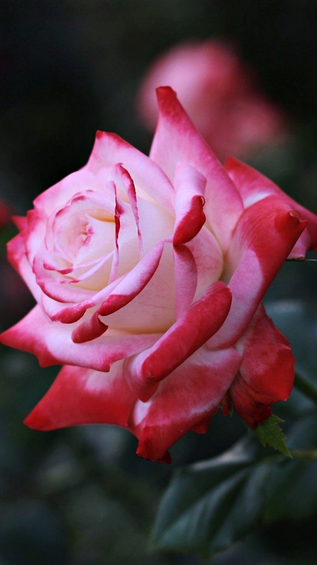 Apple iPhone Rose Wallpapers Top Free Apple iPhone Rose Backgrounds