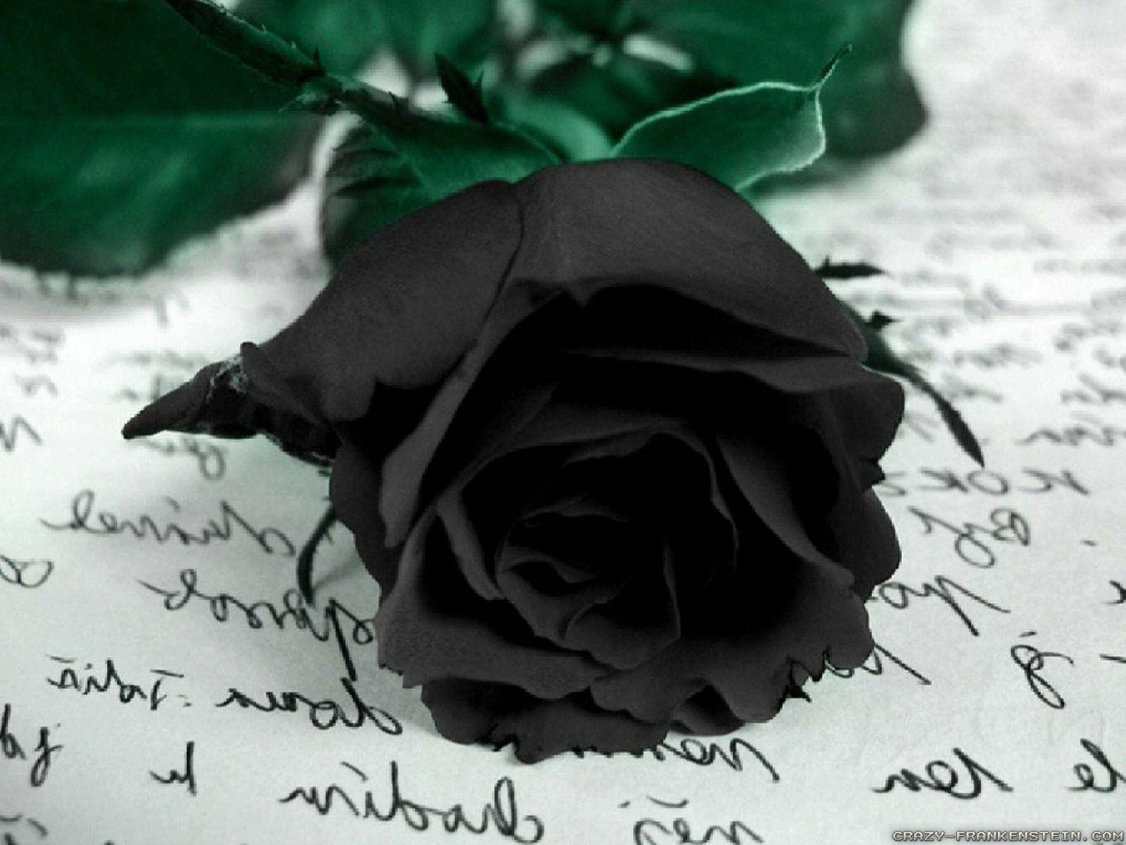 Cool Black Rose Wallpapers Top Free Cool Black Rose Backgrounds