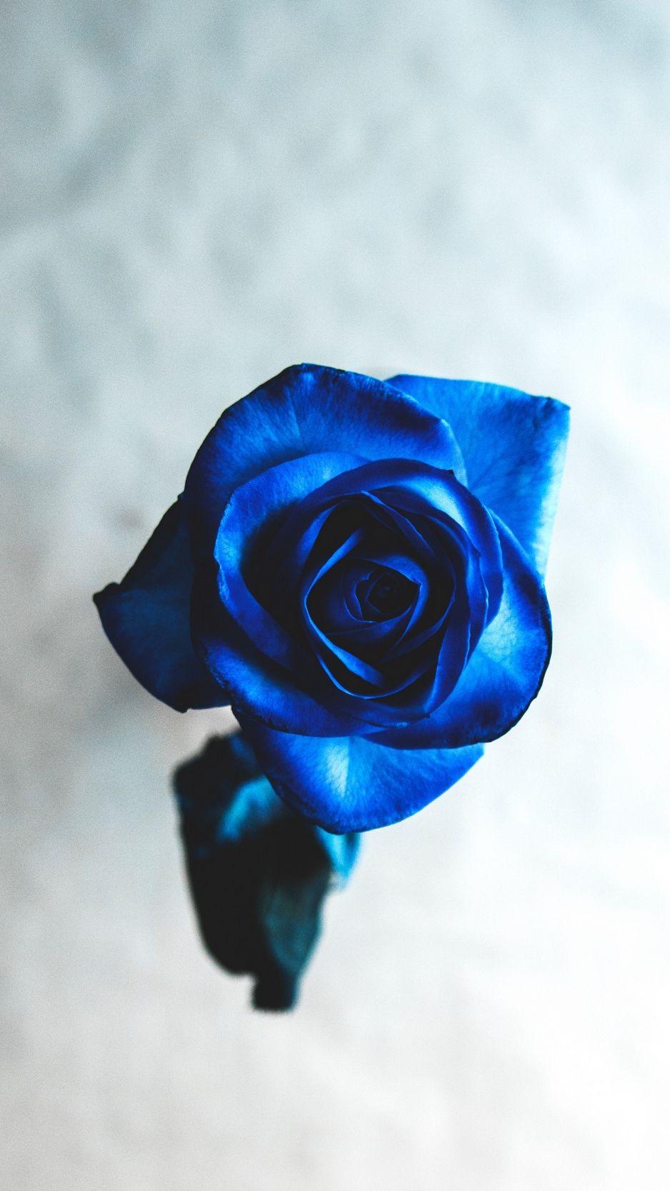 938x1668 Download wallpaper 938x1668 rose, blue, bud, flower, blur iphone 8