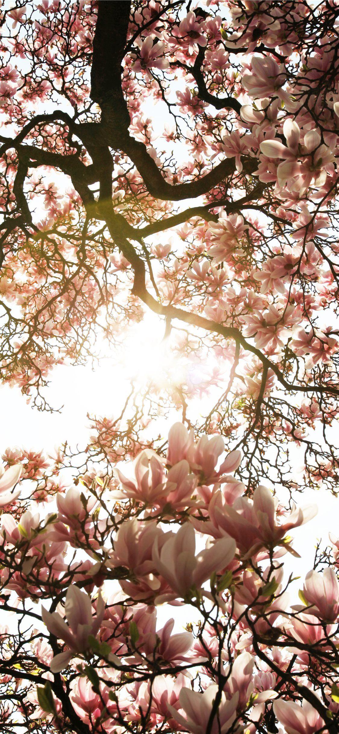 1125x2436 Best cherry blossom iPhone 11 Wallpaper HD