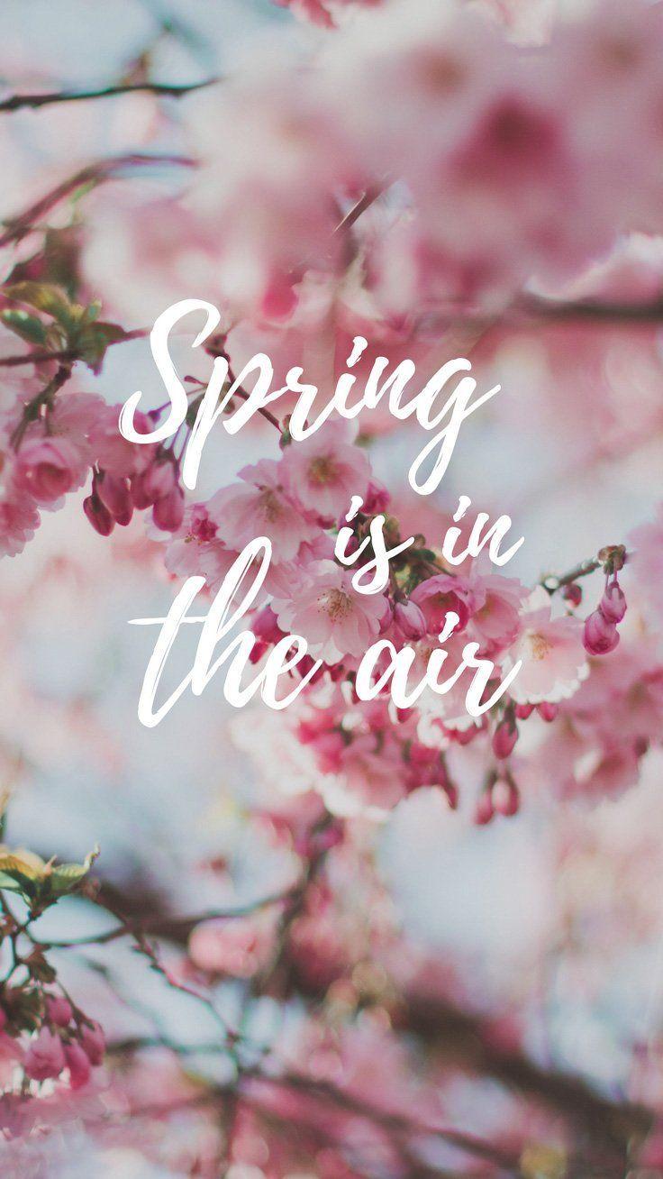 736x1308 Cherry Blossom iPhone Wallpaper Collection Xs Max