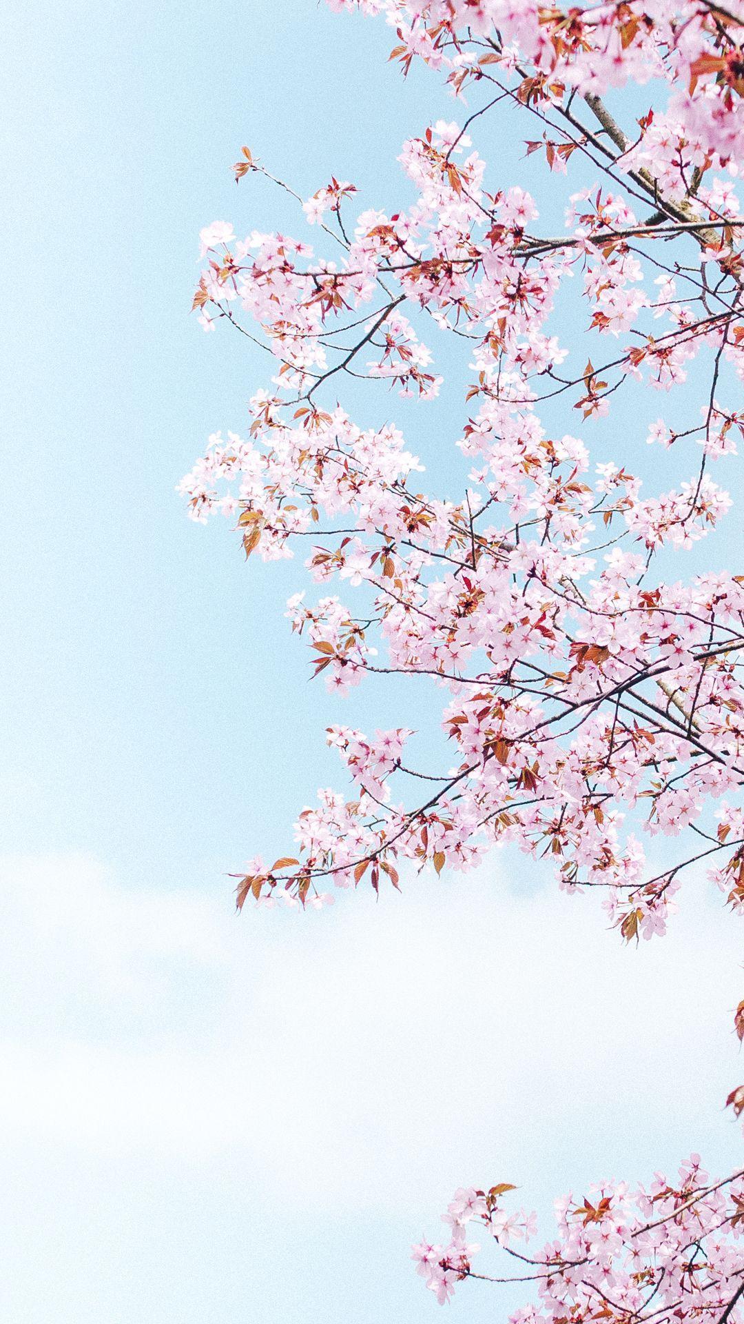 1080x1920 Cherry Blossom Phone Wallpaper