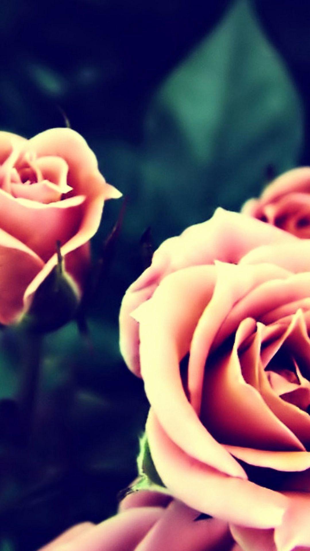 Rose Flowers iPhone 6 Wallpapers Top Free Rose Flowers iPhone 6