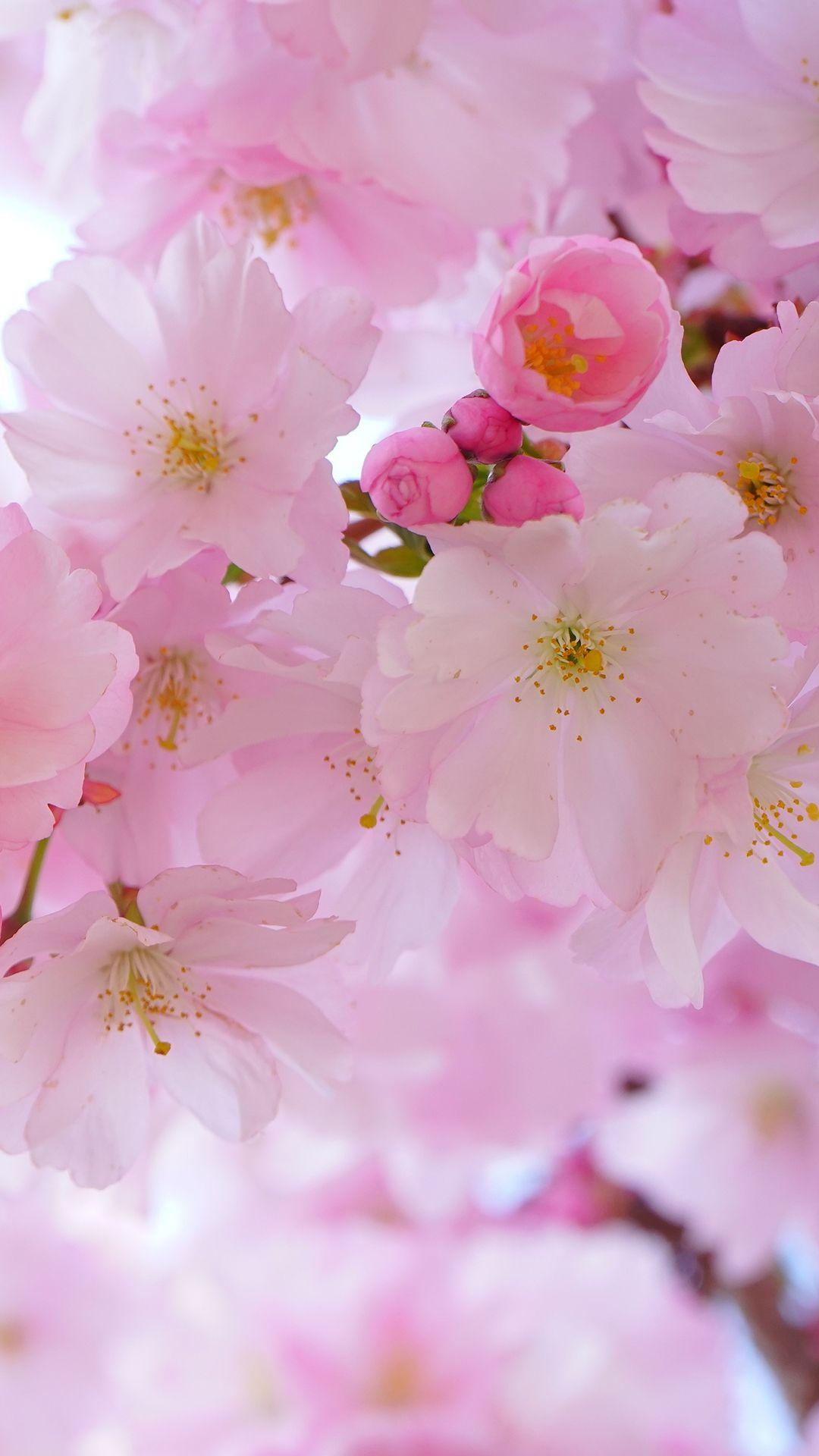 Cherry Blossom Phone Wallpapers - Top Free Cherry Blossom Phone ...