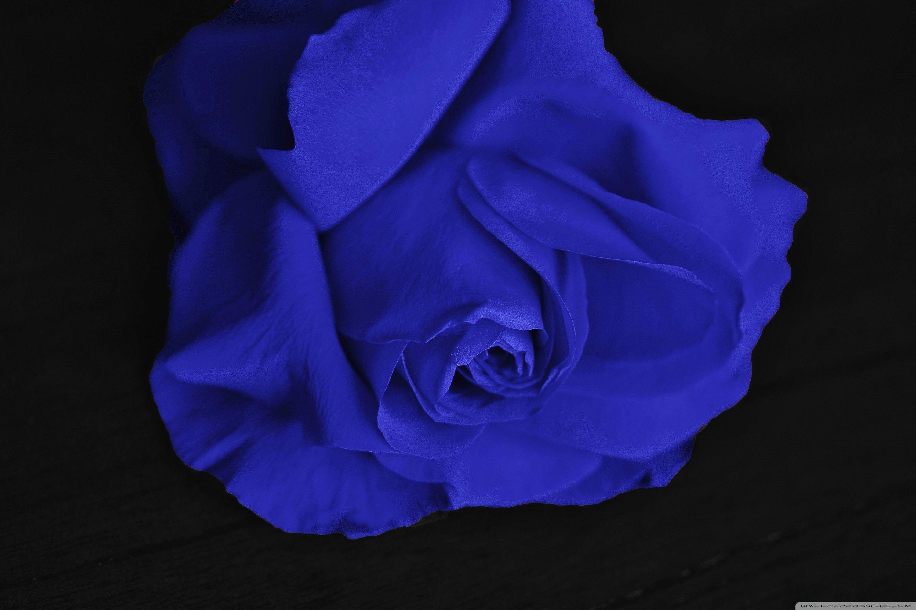 3000x2000 Single Blue Rose Ultra HD Desktop Background Wallpaper for 4K UHD TV : Widescreen & UltraWide Desktop & Laptop : Multi Display, Dual Monitor : Tablet