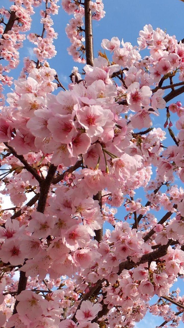 720x1280 Download Wallpaper 720x1280 Blossoms, Twigs, Spring, Sky, Mood