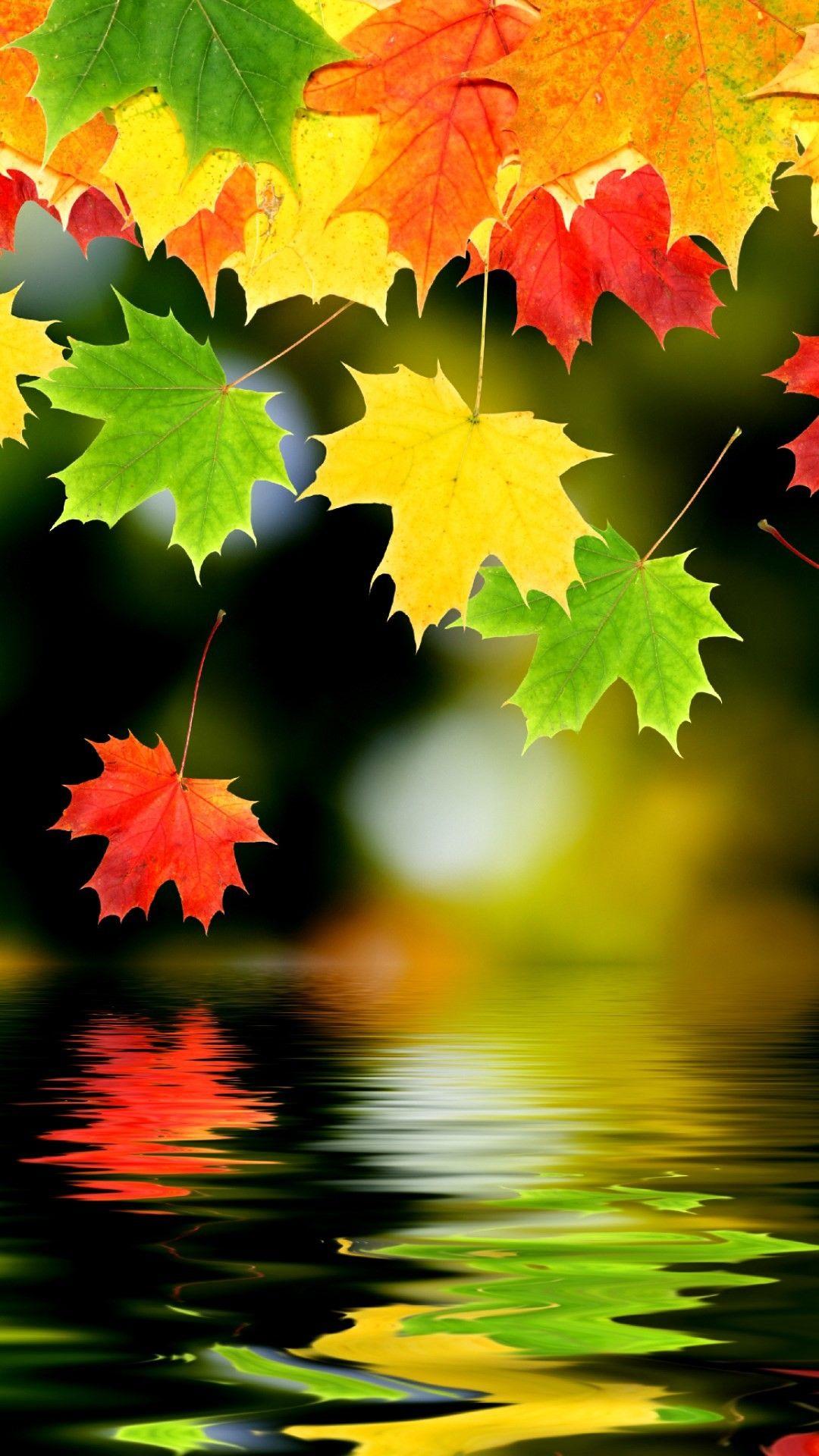 1080x1920 Nature iPhone 6 Plus Wallpaper Leaf Wallpaper For iPhone