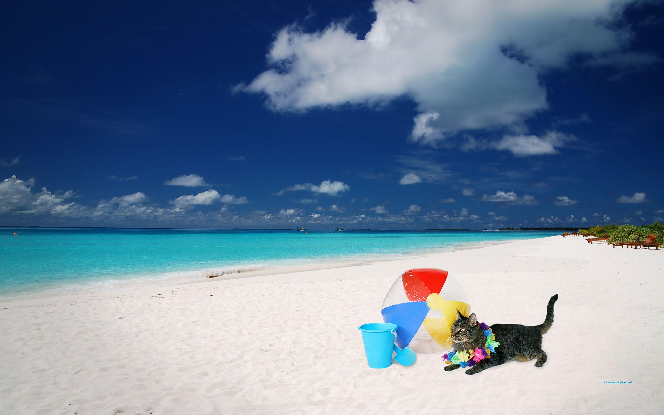 2560x1600 Summer Free Desktop