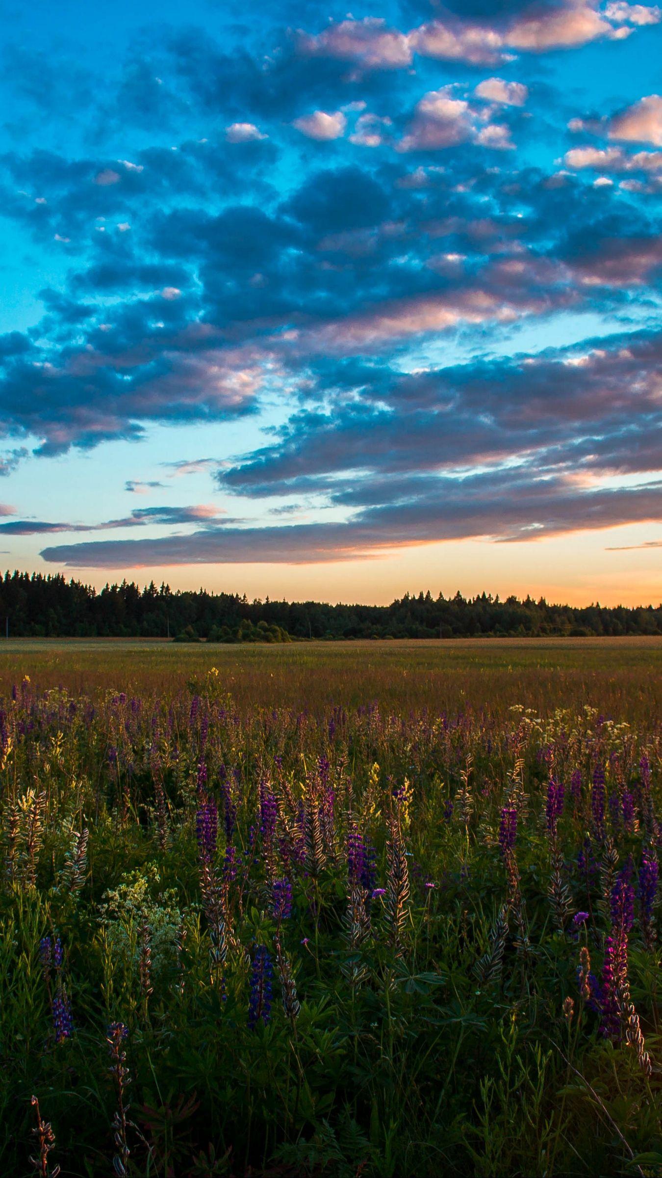 1350x2400 Download wallpaper 1350x2400 field, grass, sky, summer, sunset