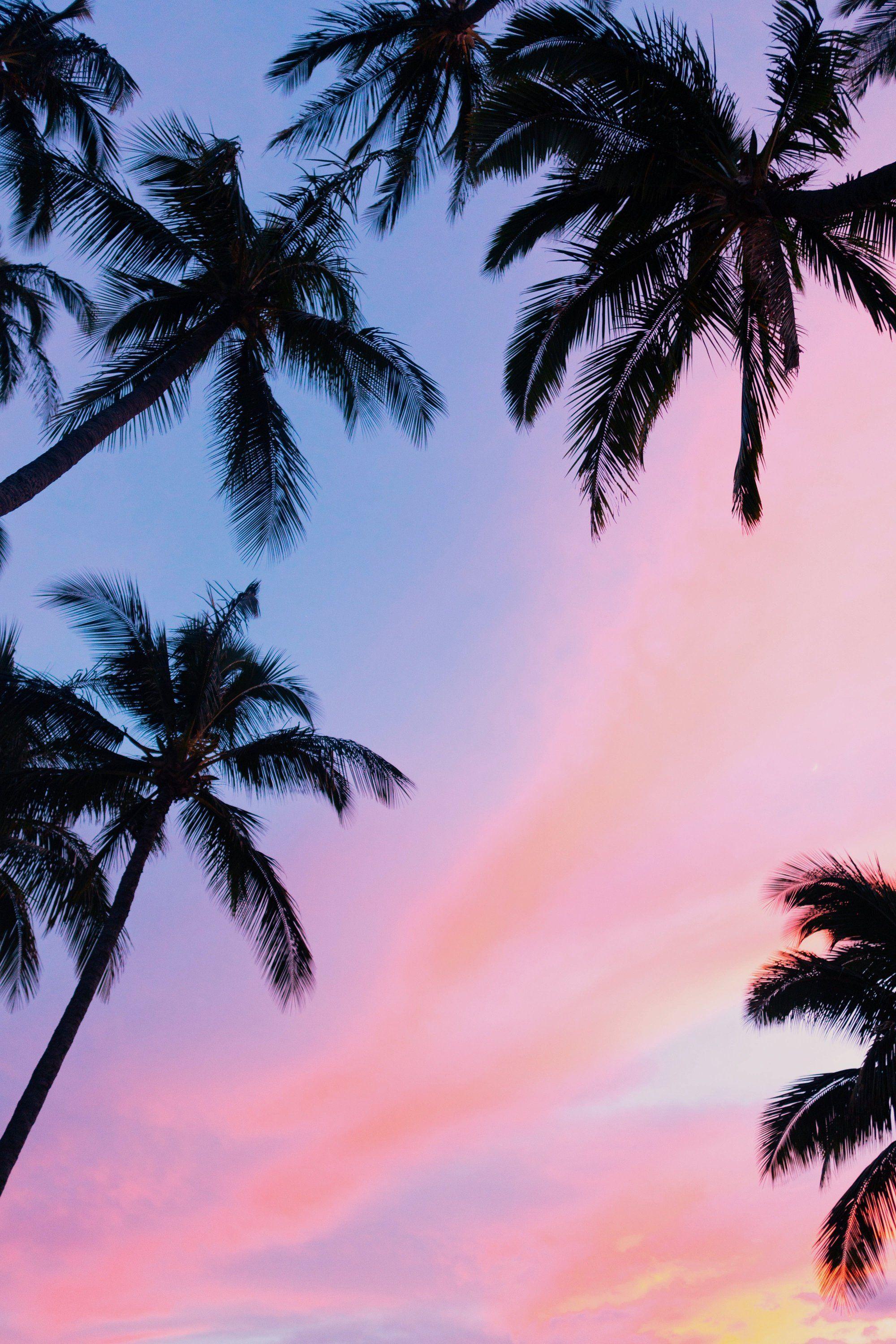2000x3000 Beach Photography Sunset Palm Trees Digital Download. Sunset